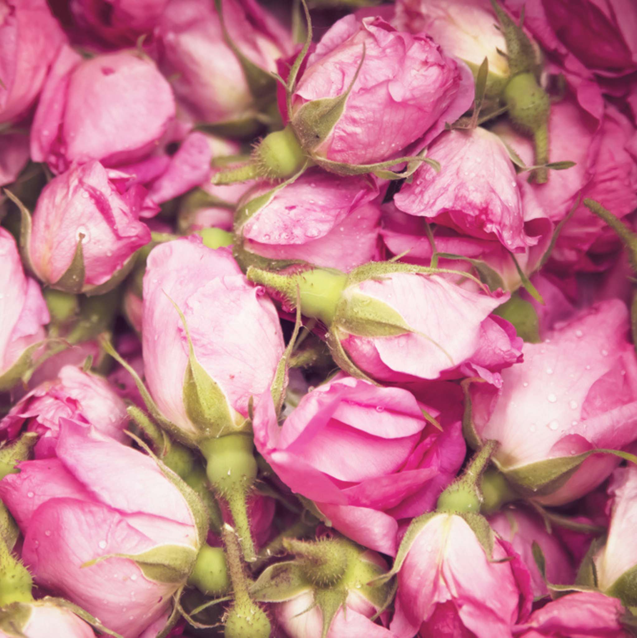 Rose 10 ml, 3 % Dilution in Jojobaöl