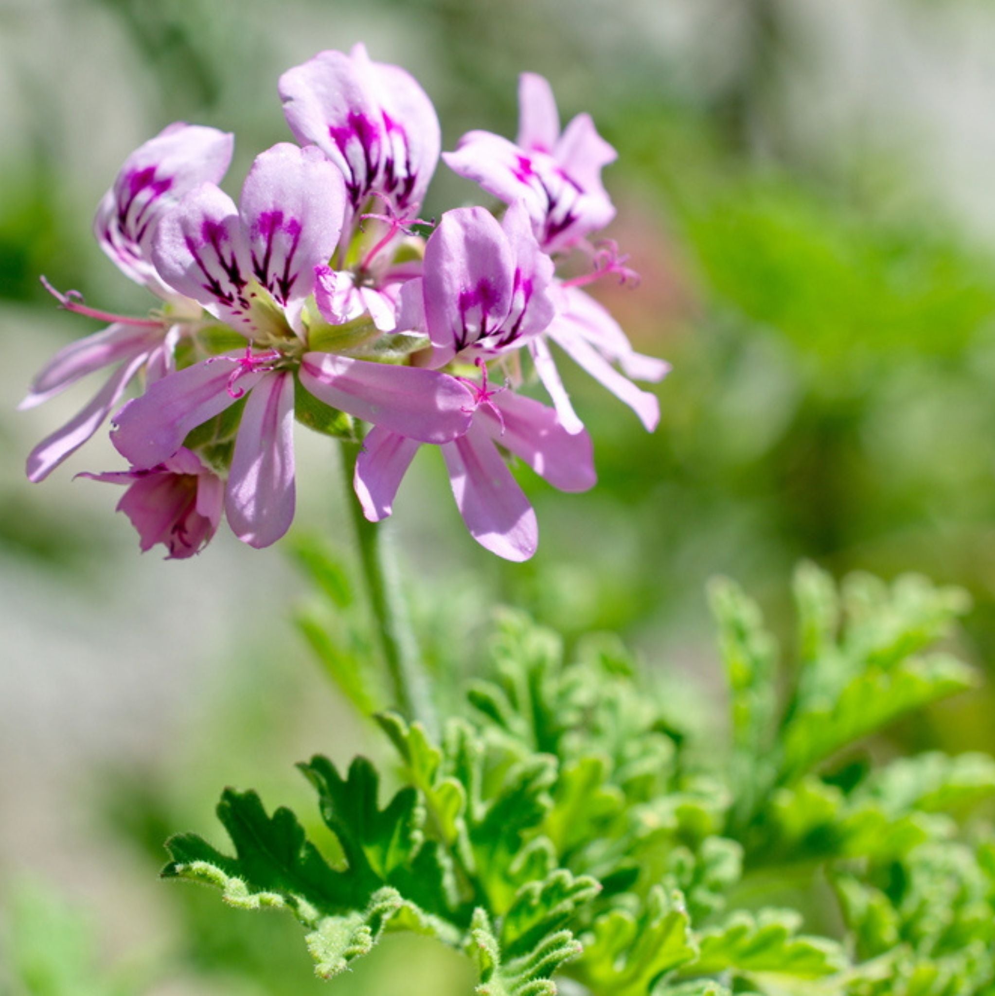 Geranium Organic Essential Oil