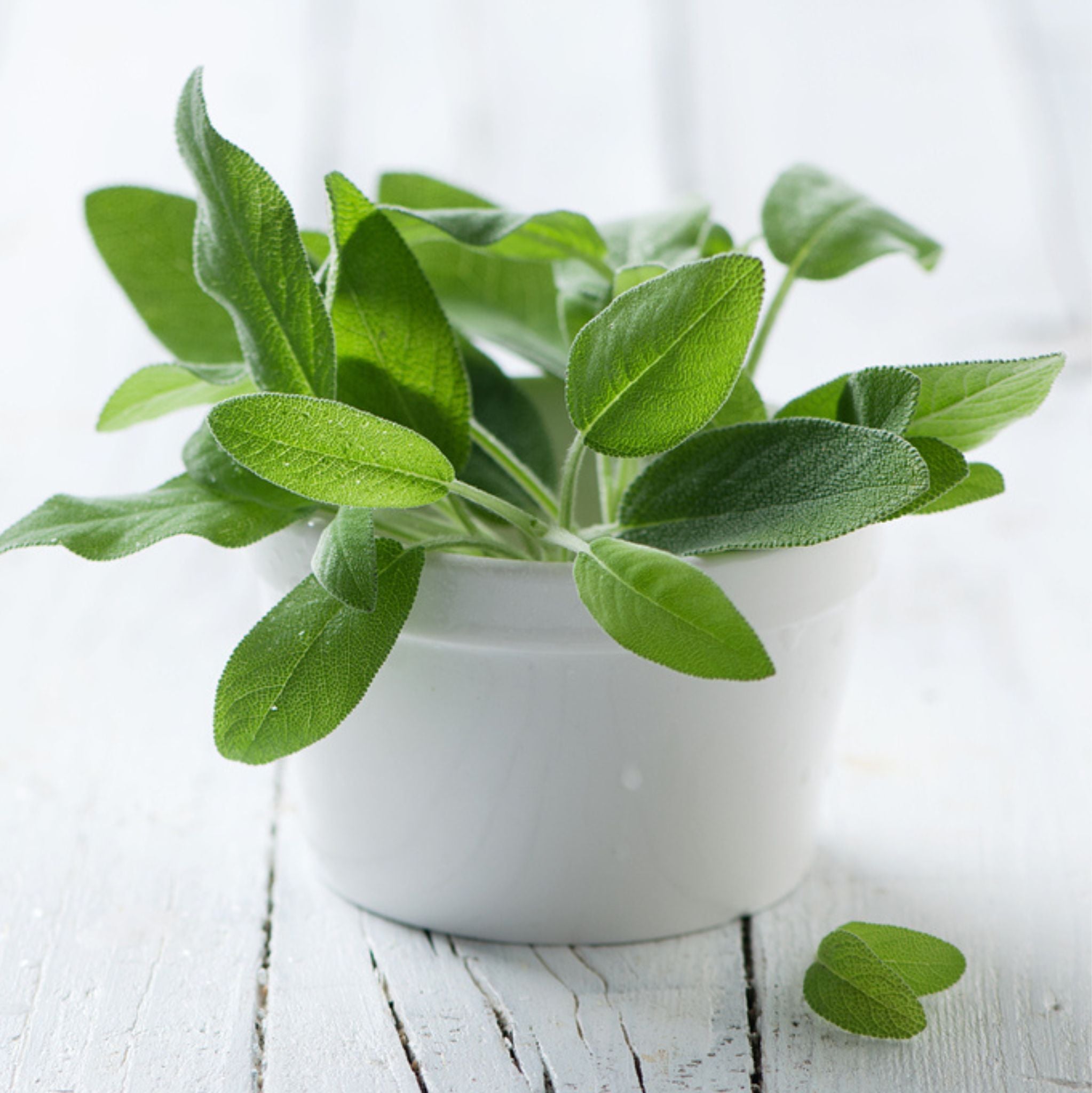 Salbei 10 ml, ätherisches Öl