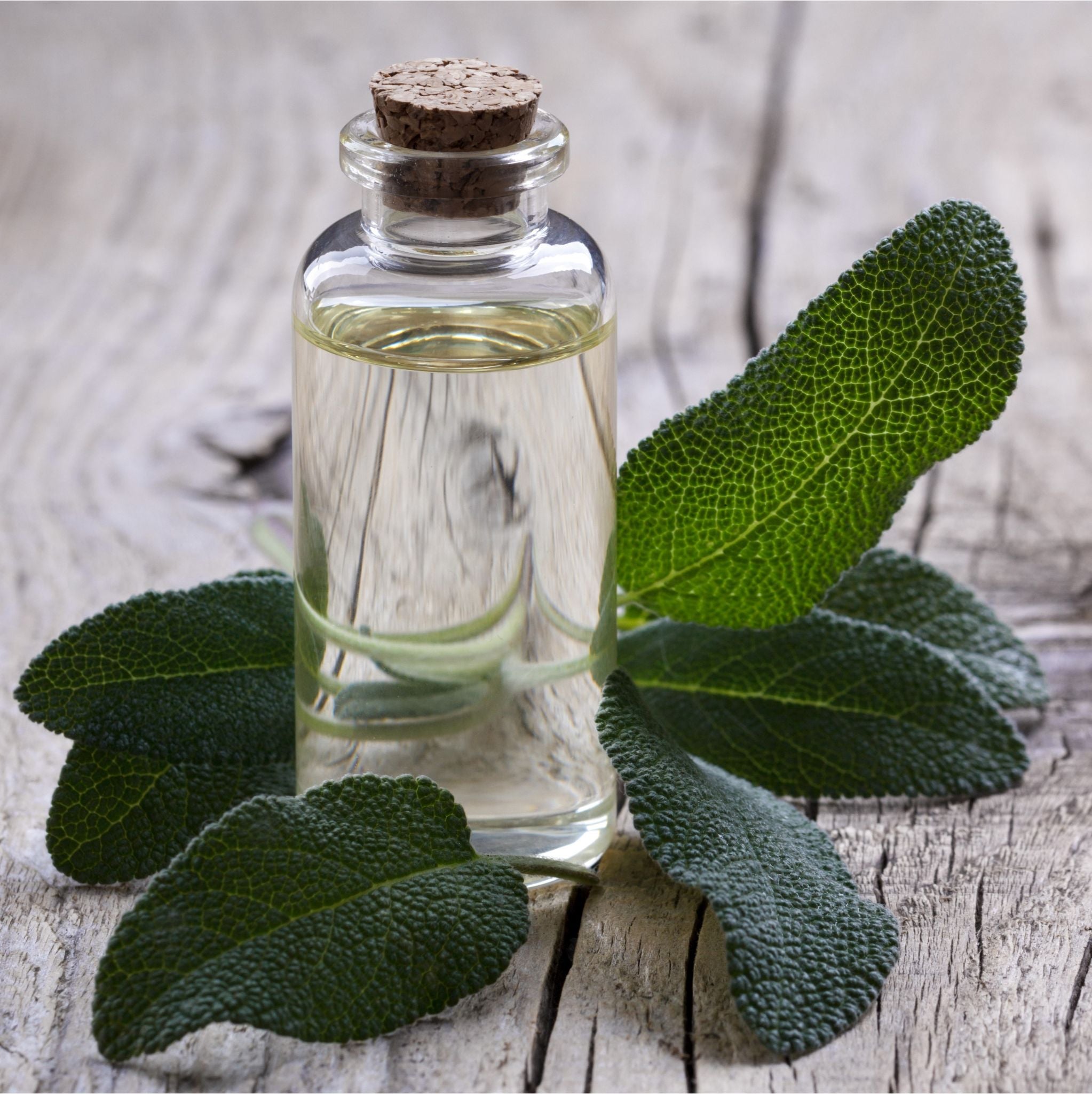 Sage Hydrosol Organic