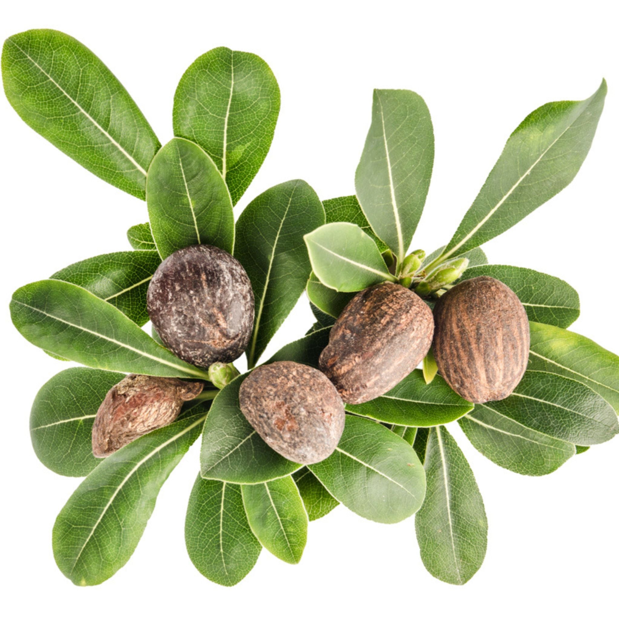 Sheabutter raffiniert, desodoriert