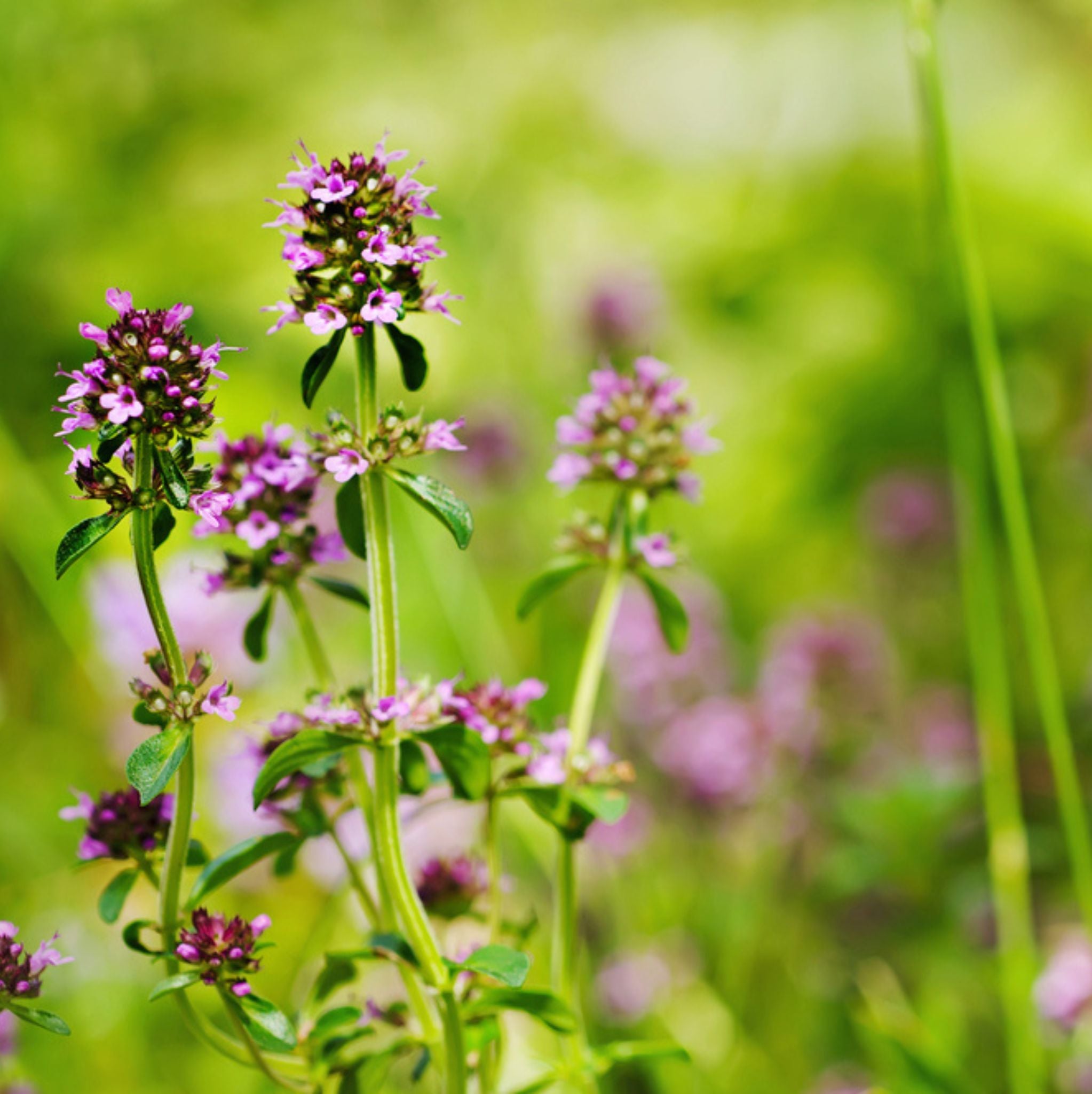 Thymian Ct. Linalool *BIO 10 ml, ätherisches Öl