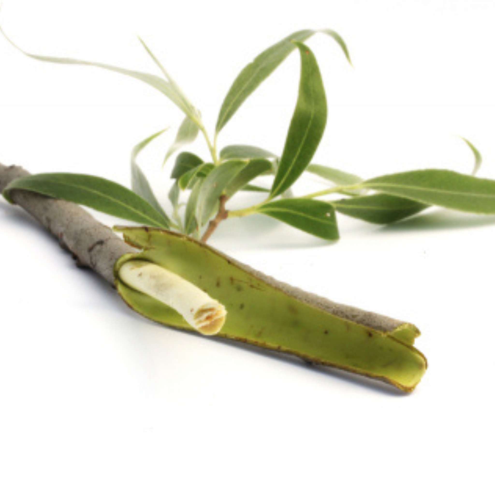 Weidenrinde Pulver 50 g