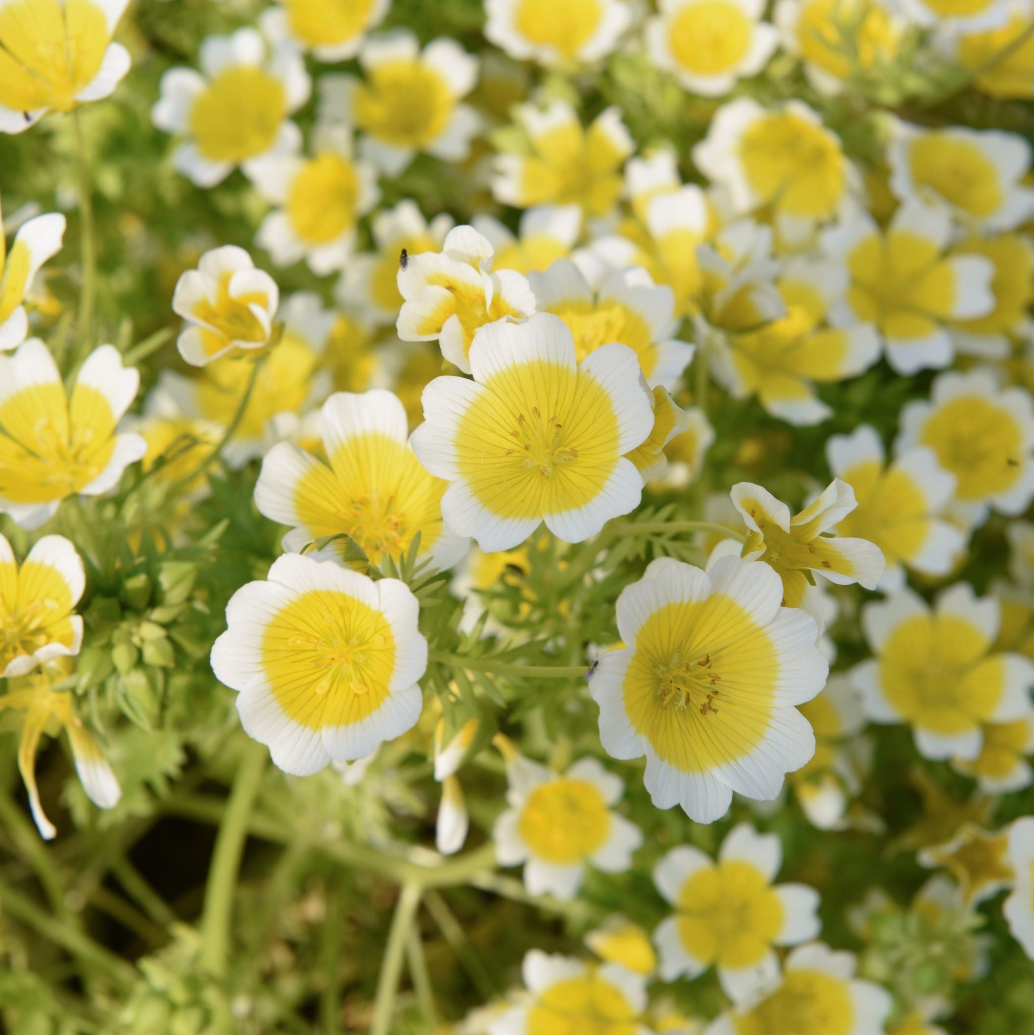 Wiesenschaumkrautöl kalt gepresst