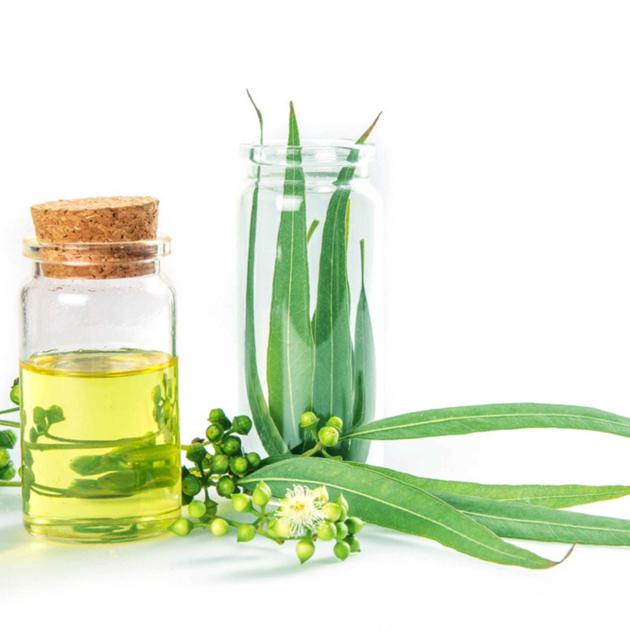 Eucalyptus Citriodora Essential Oil