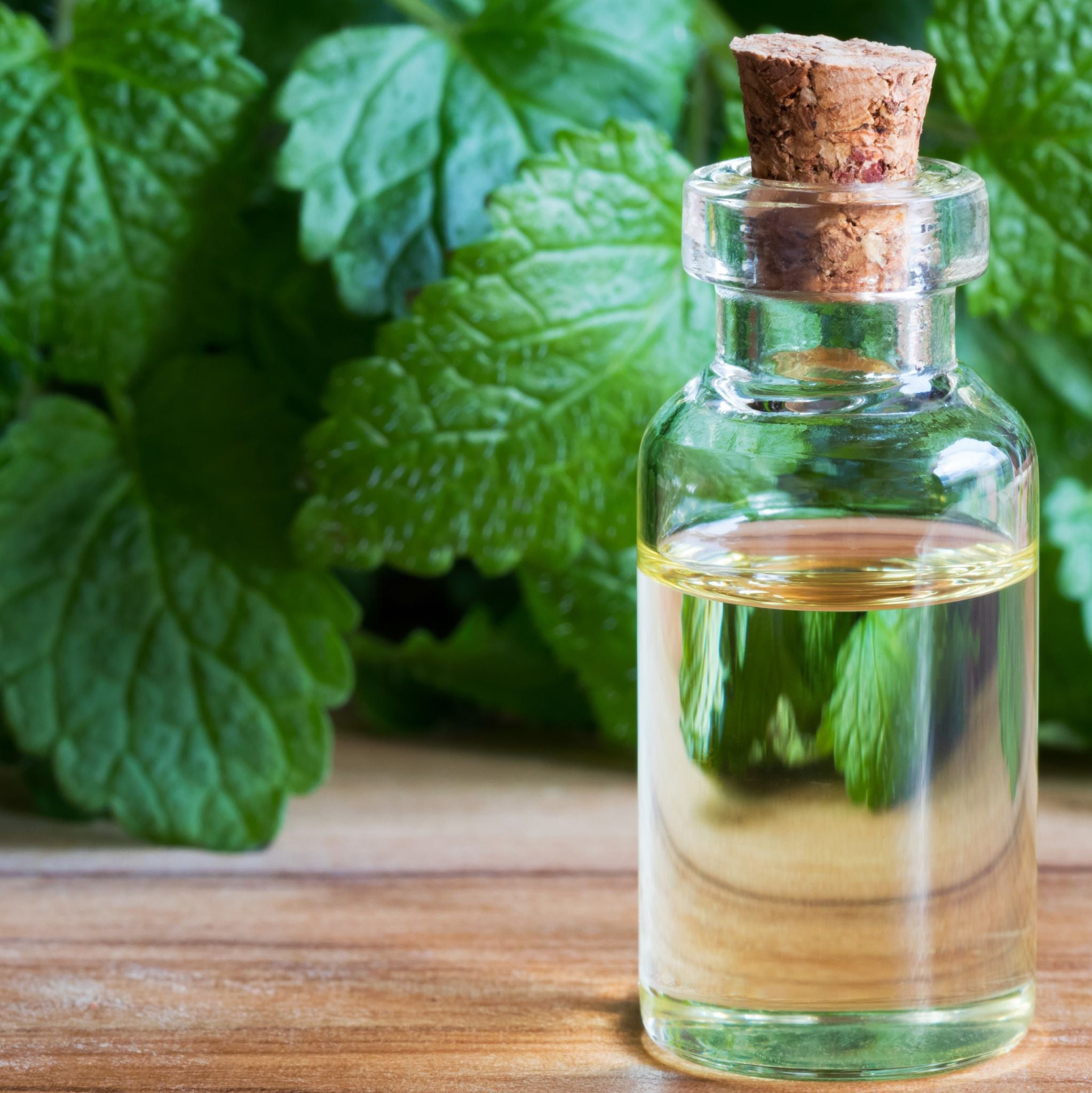 Melissa Hydrosol *BIO