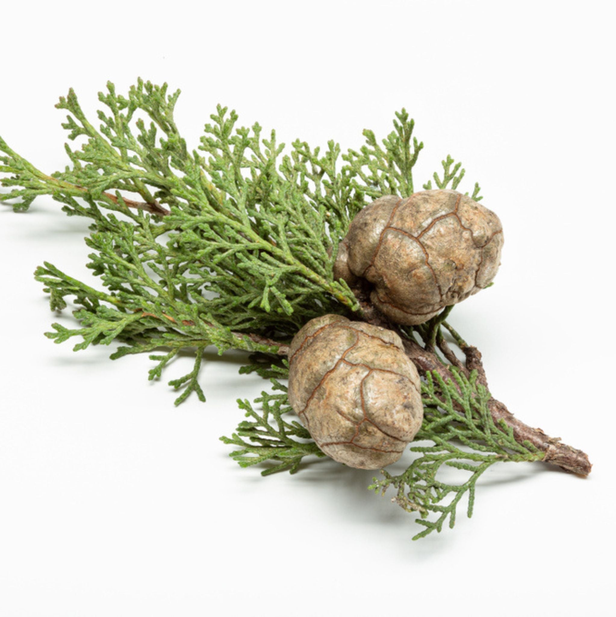 Cypress Essential Oil