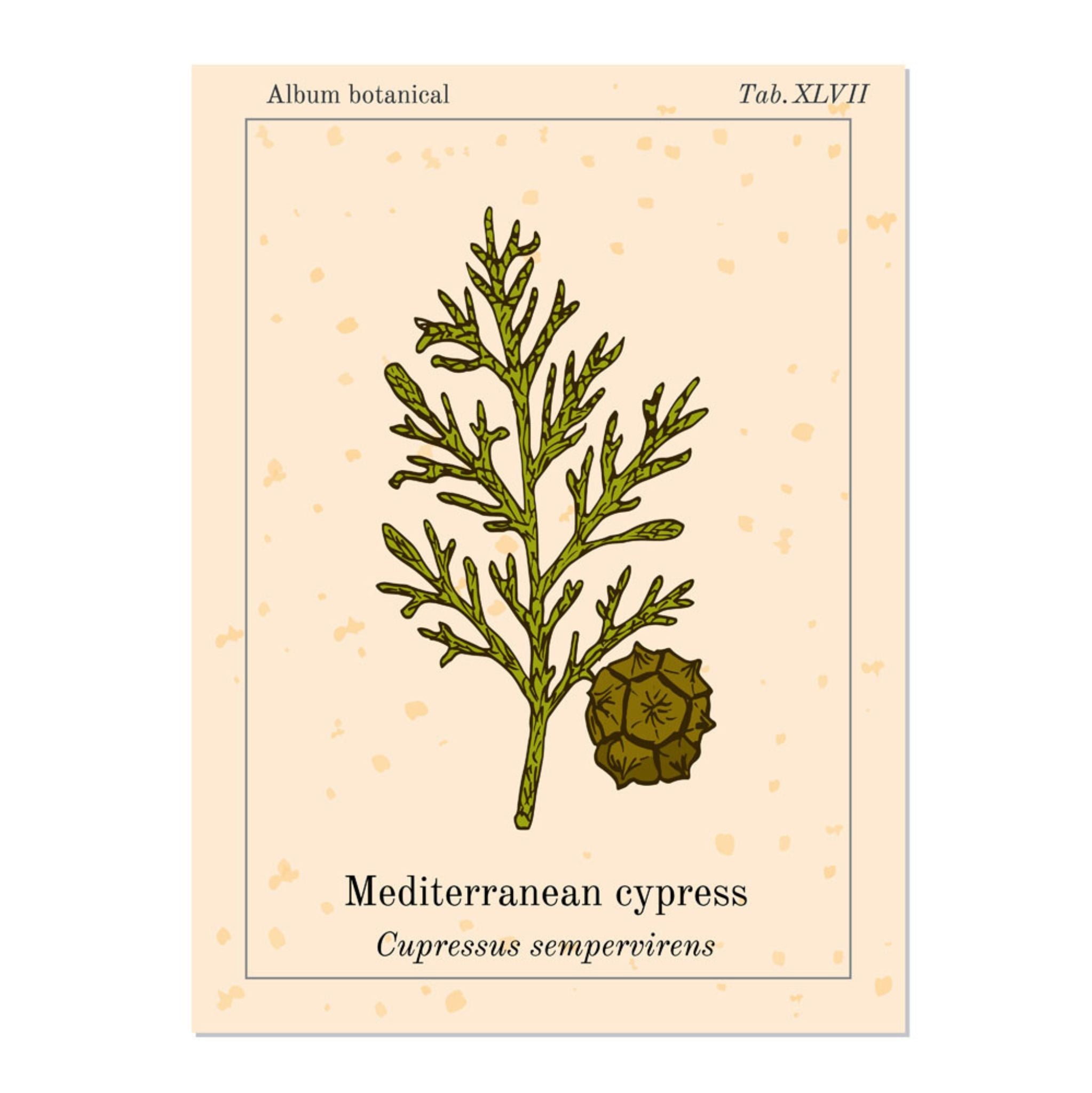 Zypresse *BIO 10 ml, ätherisches Öl