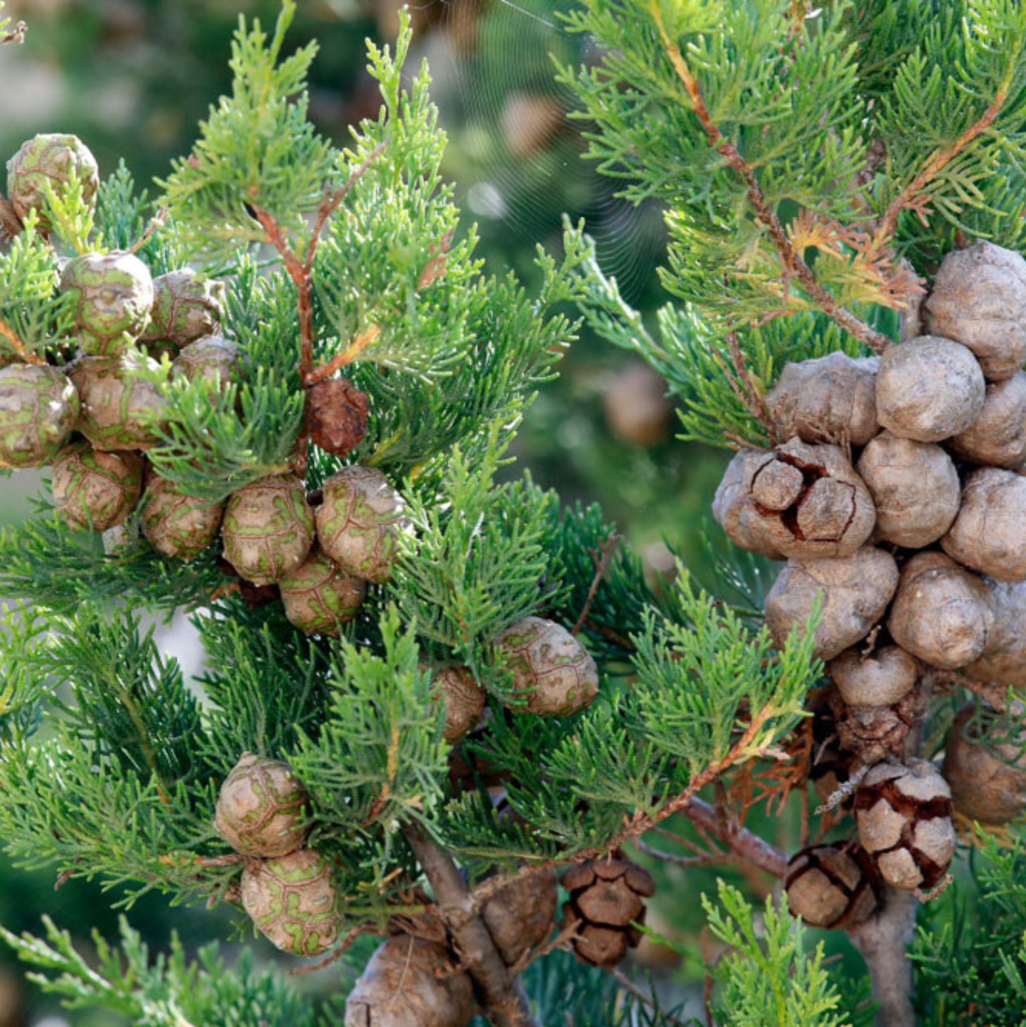 Zypresse *BIO 10 ml, ätherisches Öl