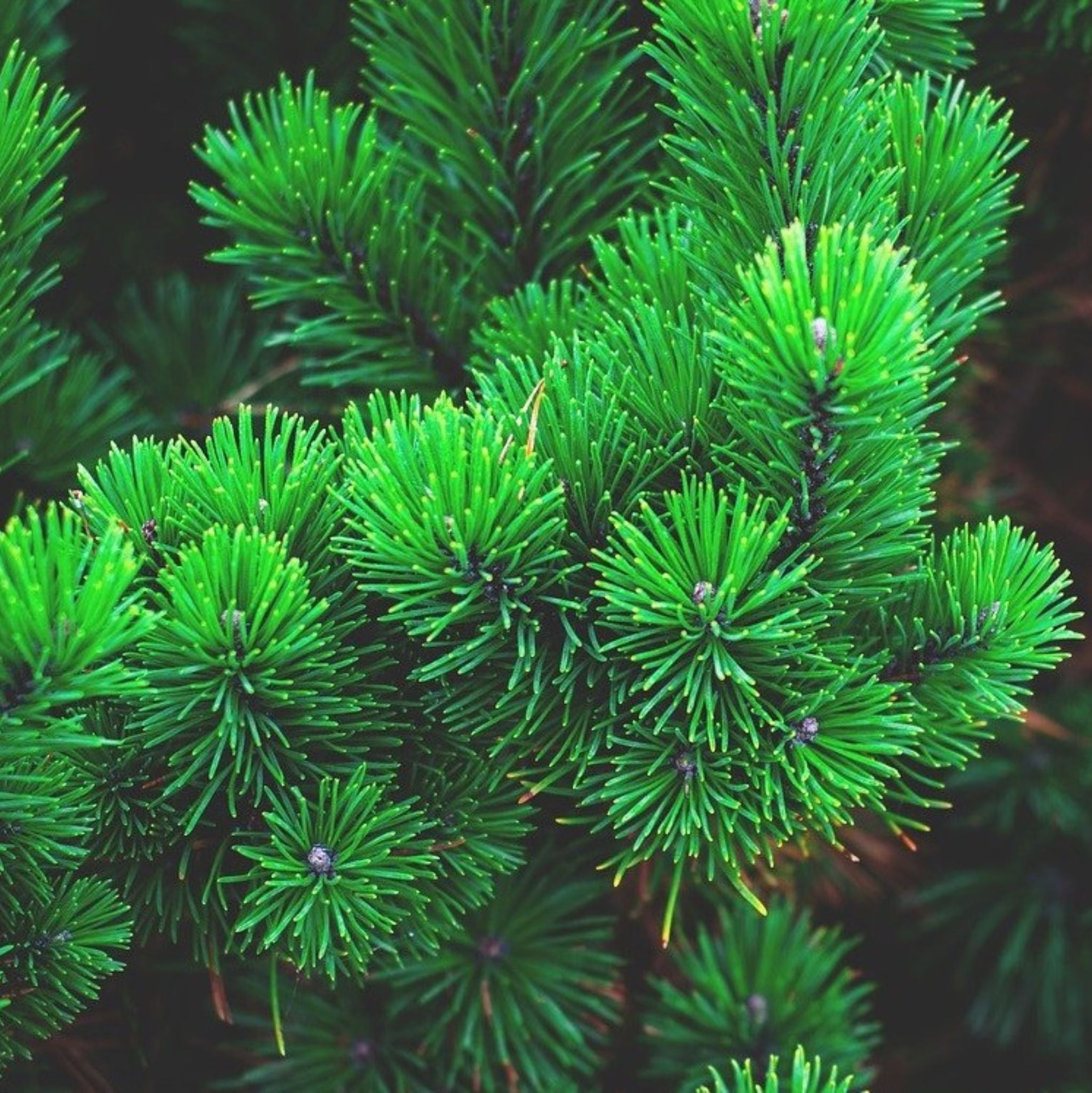 Waldkiefer, ätherisches Öl