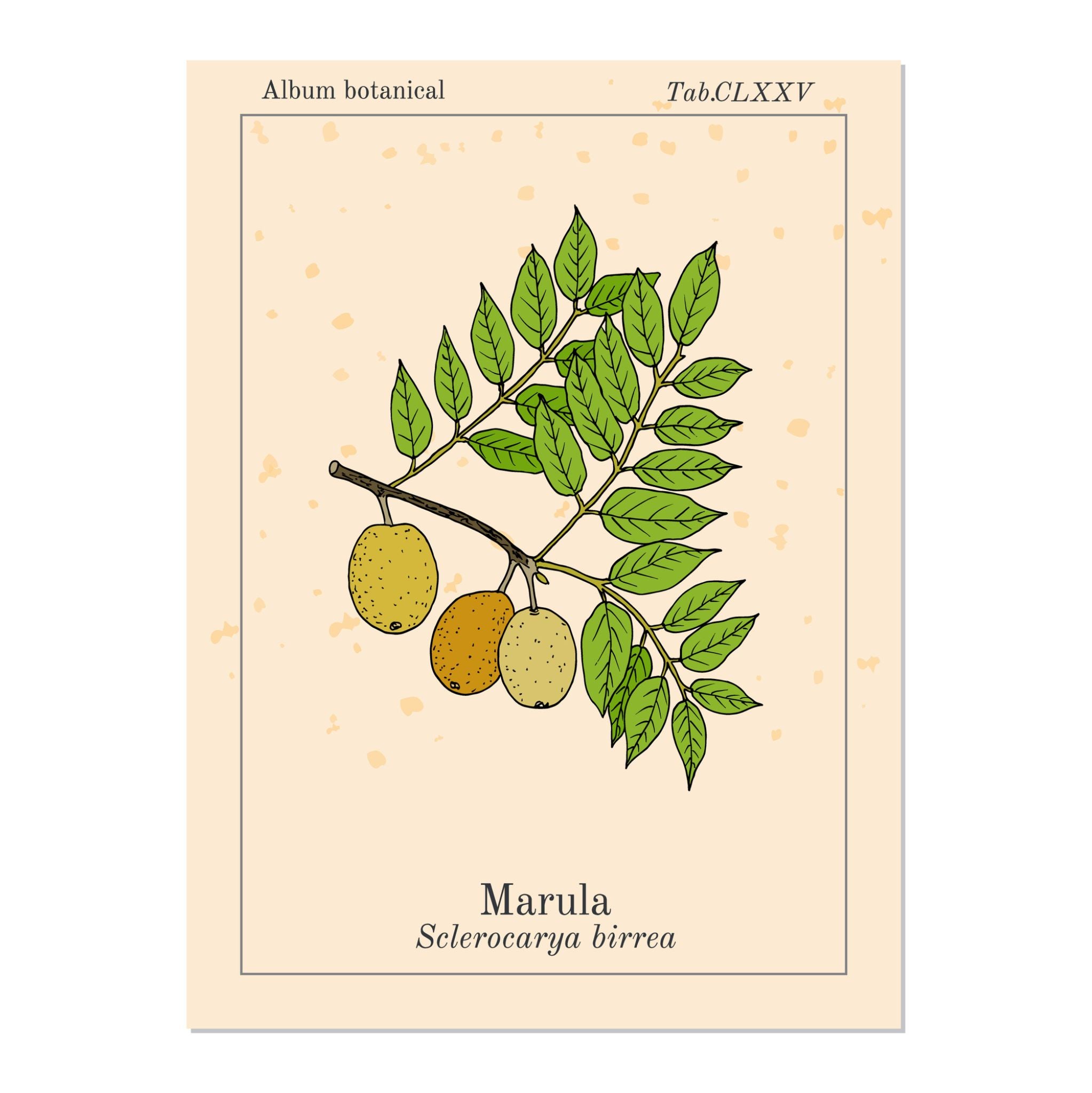 Marula Oil cold pressed