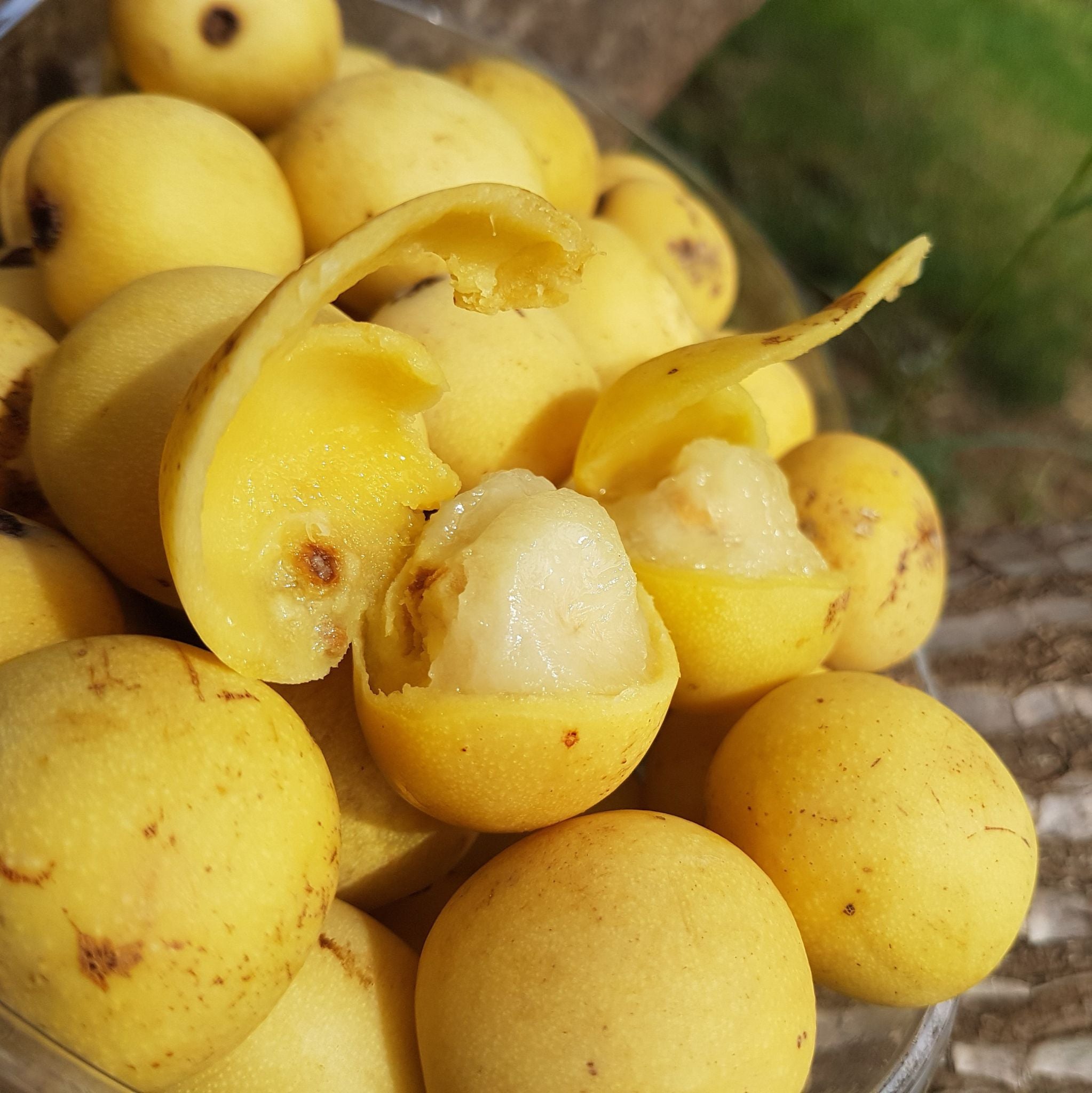 Marula Oil cold pressed