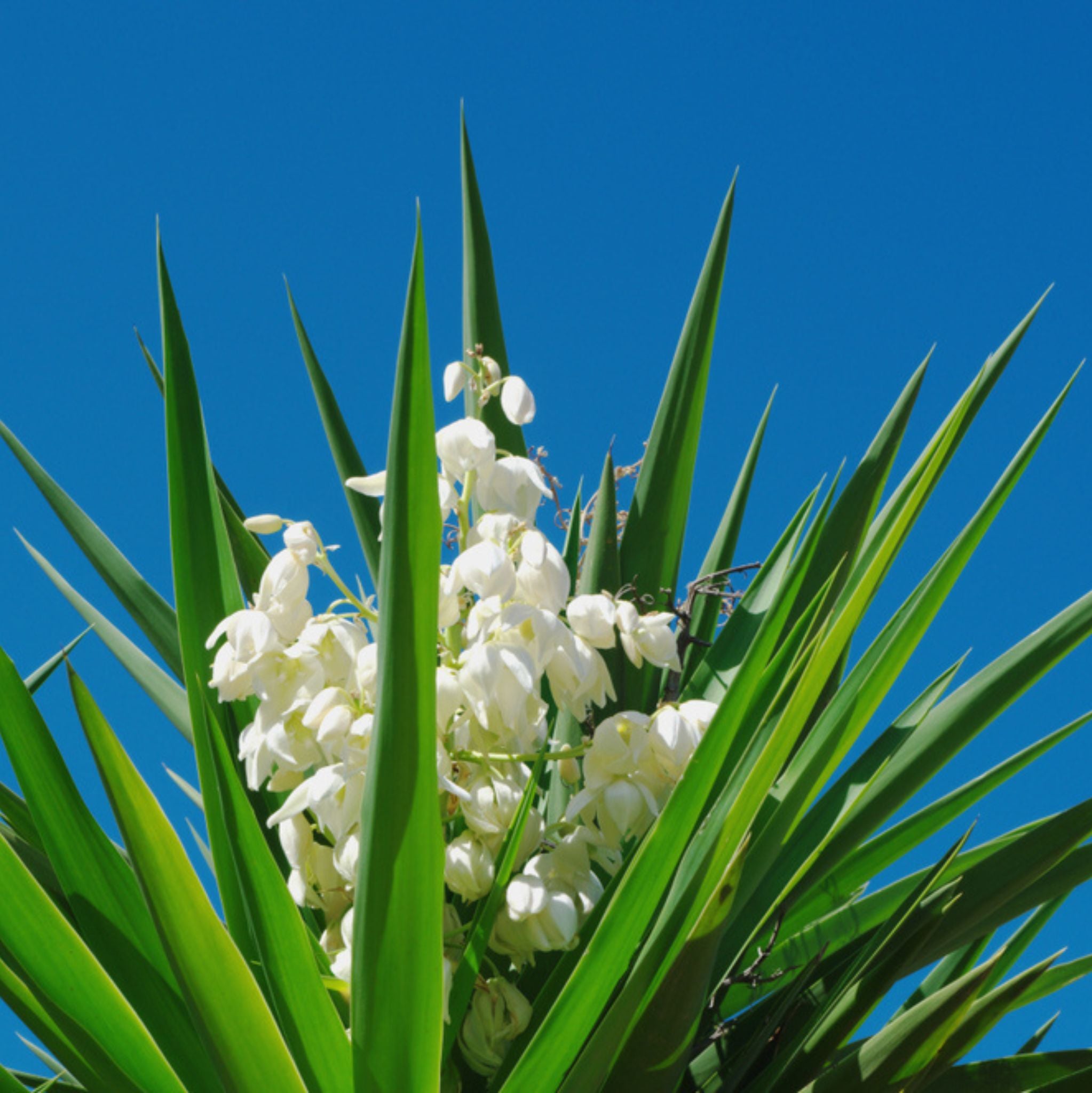 Yucca Extrakt