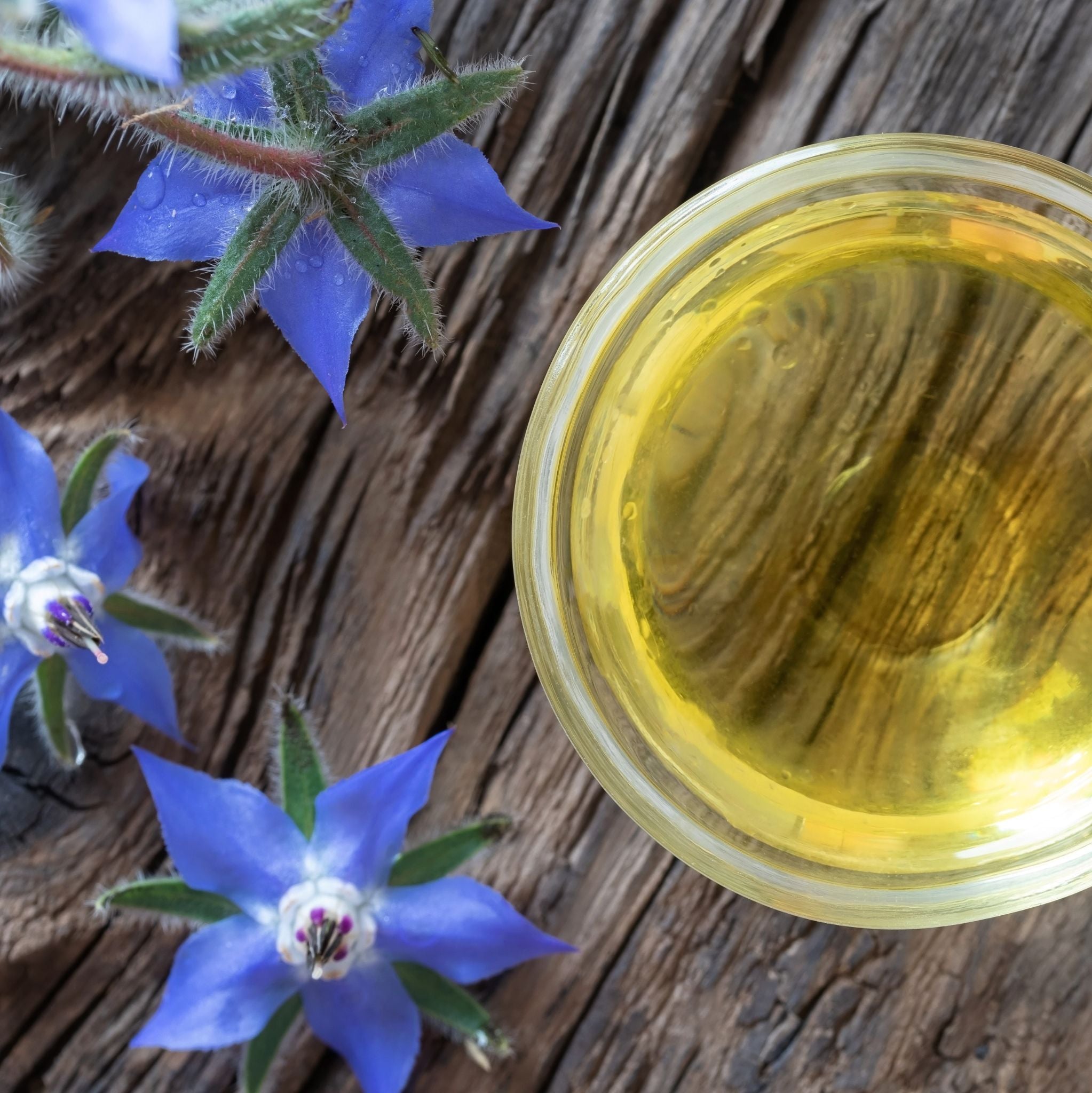 Borage Oil cold pressed, refined