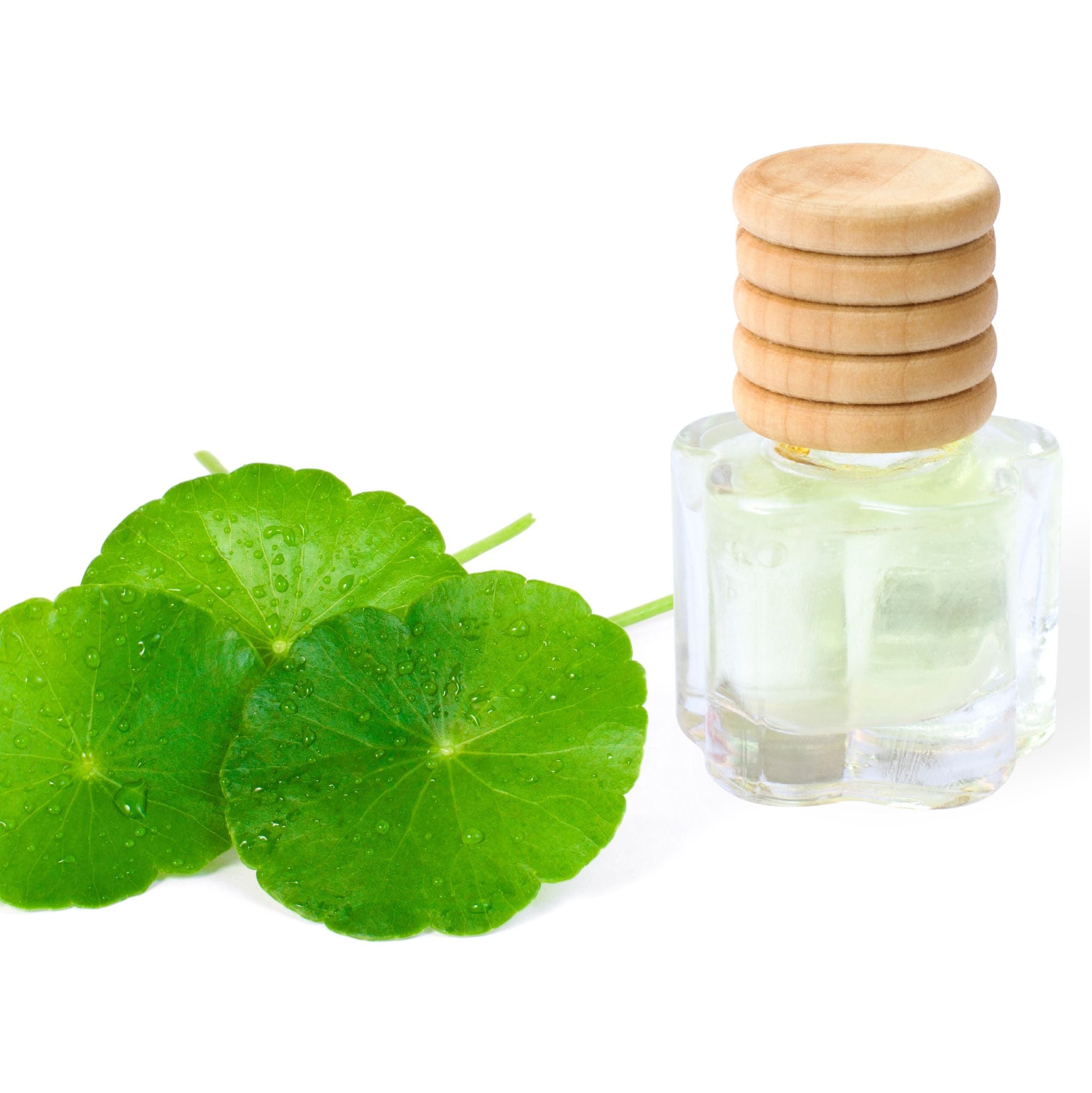 Centellaöl - Mazerat in Sonnenblumenöl