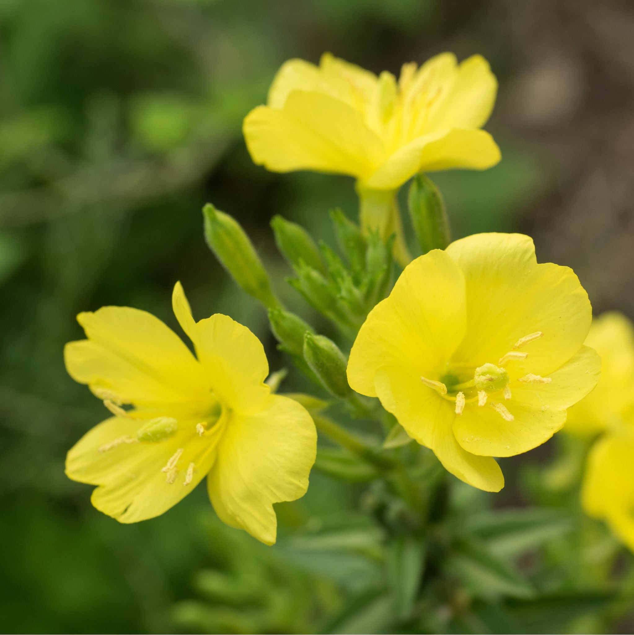 Evening Primrose Oil cold pressed