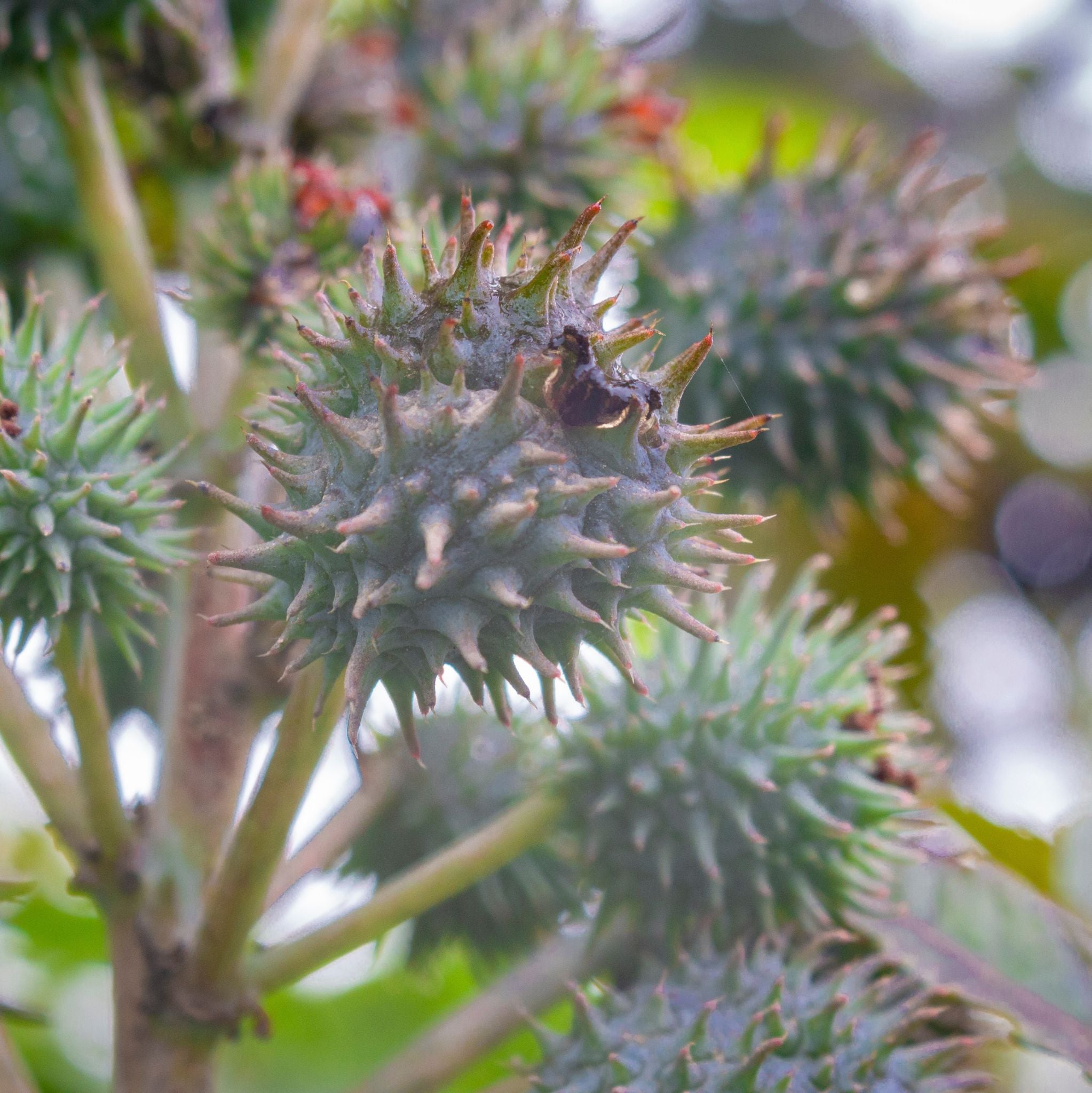 Rizinusöl kalt gepresst