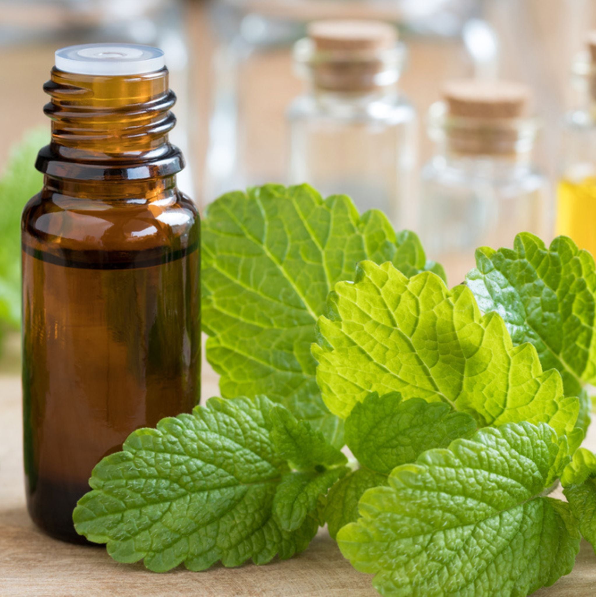 Zitronenmelisse 10 ml, 3 % Dilution in Jojobaöl