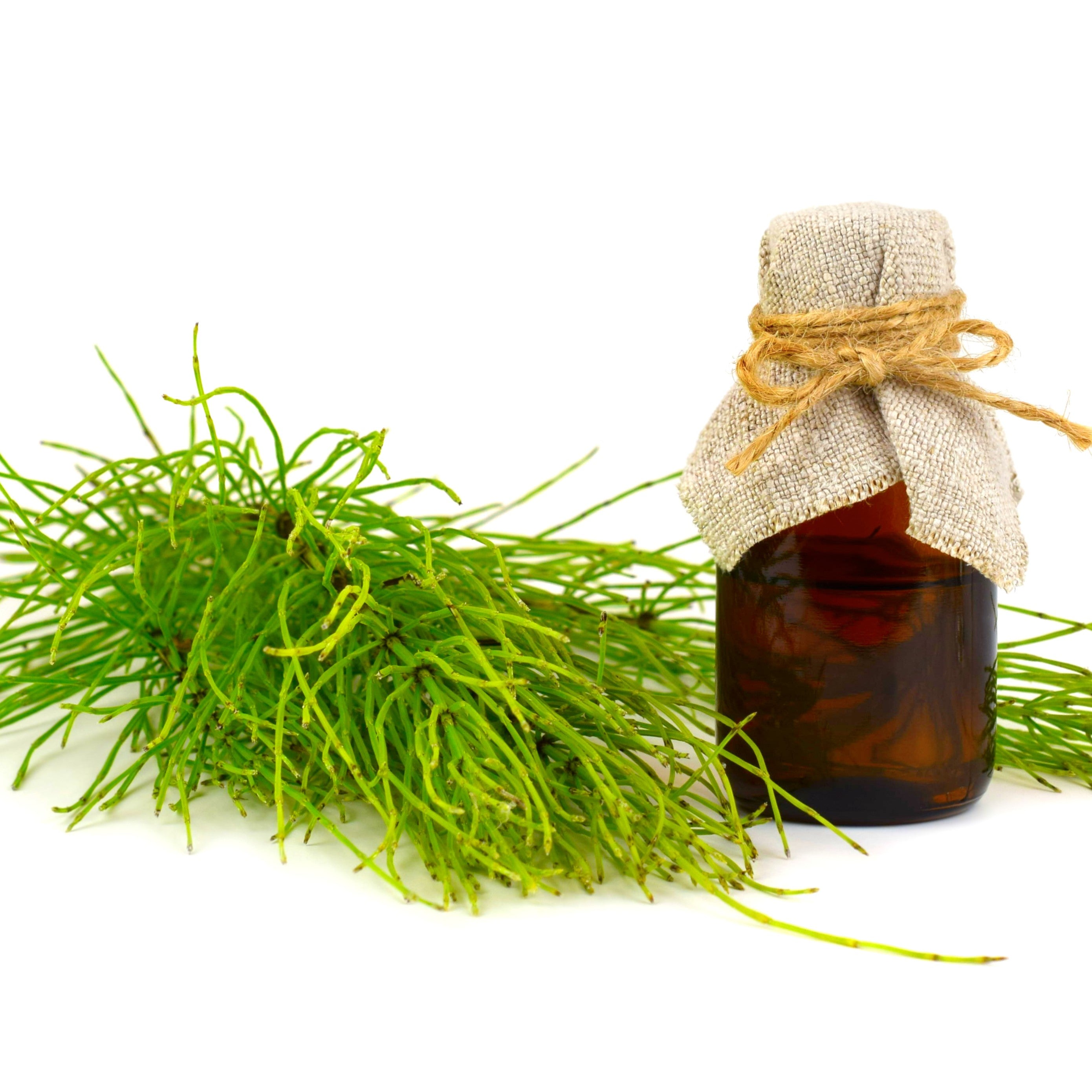 Field Horsetail Extract