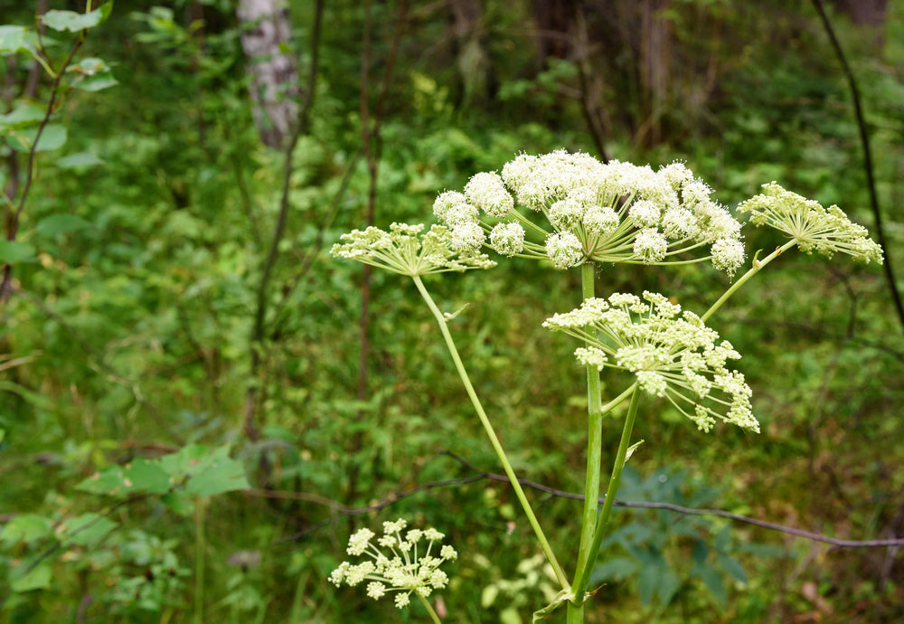 Angelica Root Essential Oil