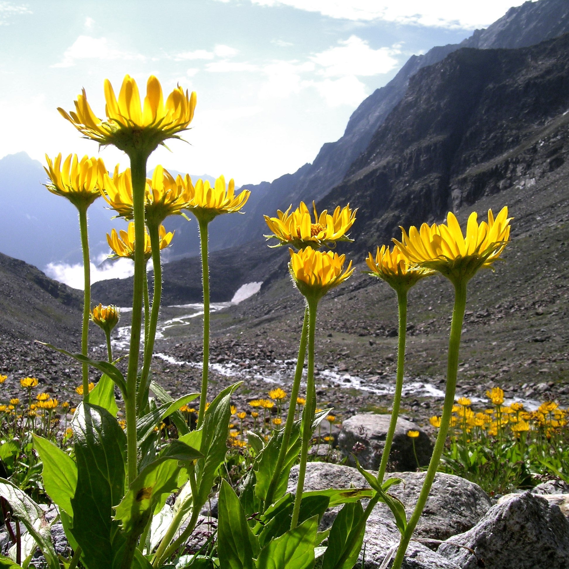 Arnica Oil Organic Macerate