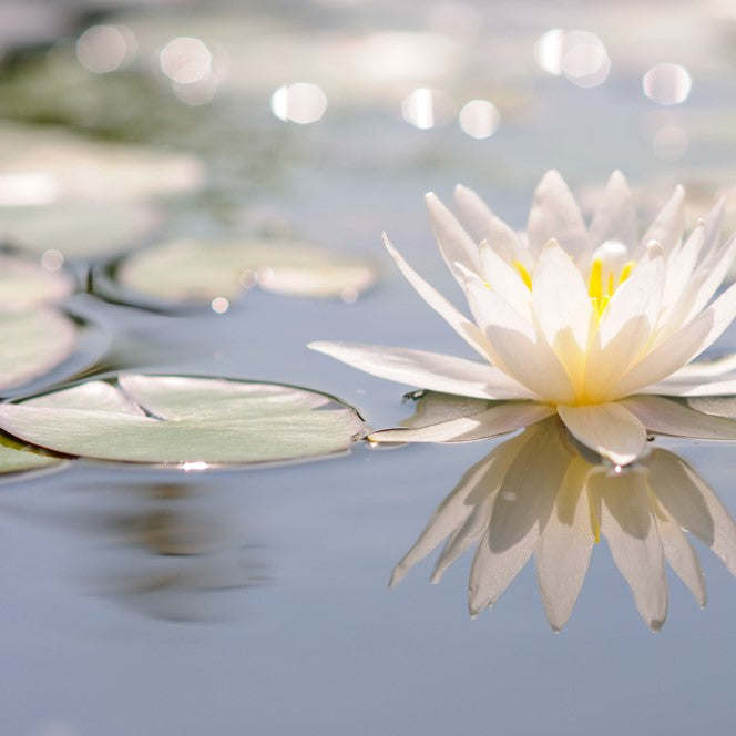 Carena kosmetisches Duftöl