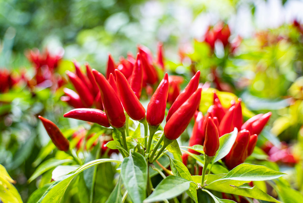 Chilli Seed Essential Oil