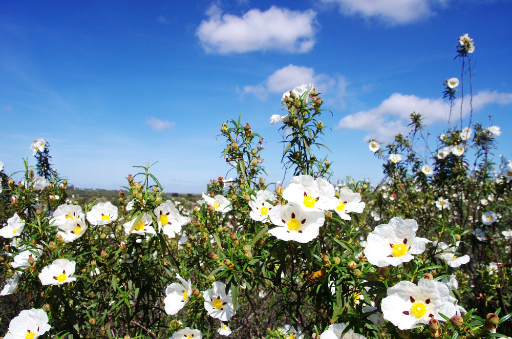 Cistus Organic Essential Oil