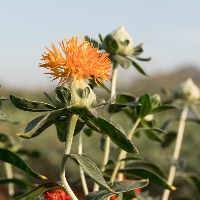 Safflower Oil refined