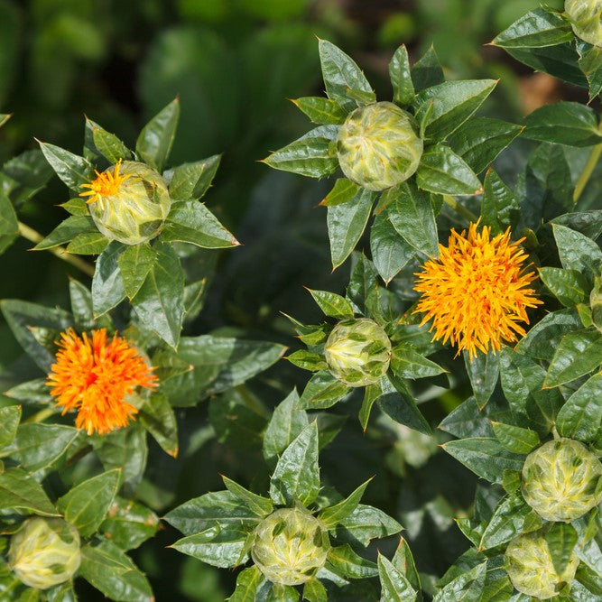 Safflower Oil refined