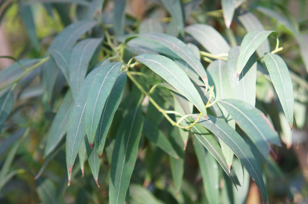 Eucalyptus Australiana Essential Oil Organic