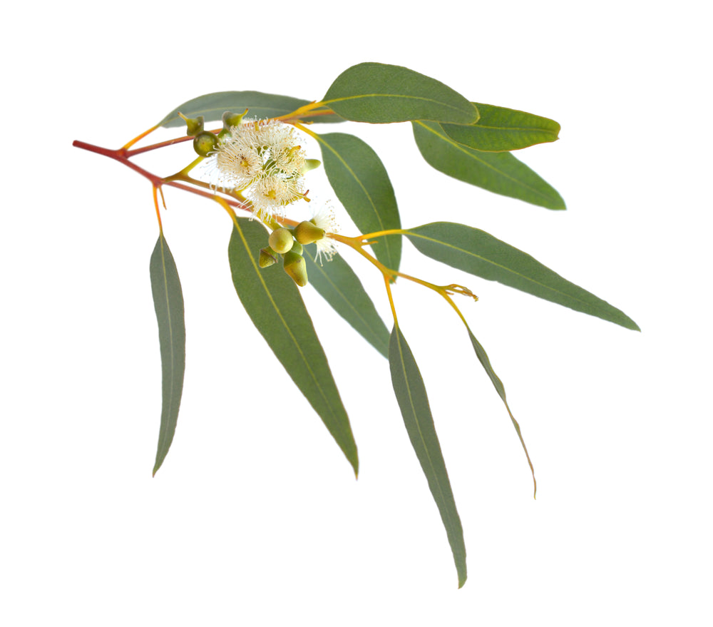 Eukalyptus Globulus, ätherisches Öl