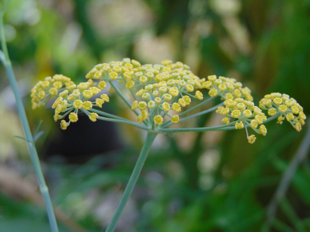 Fennel Sweet Essential Oil