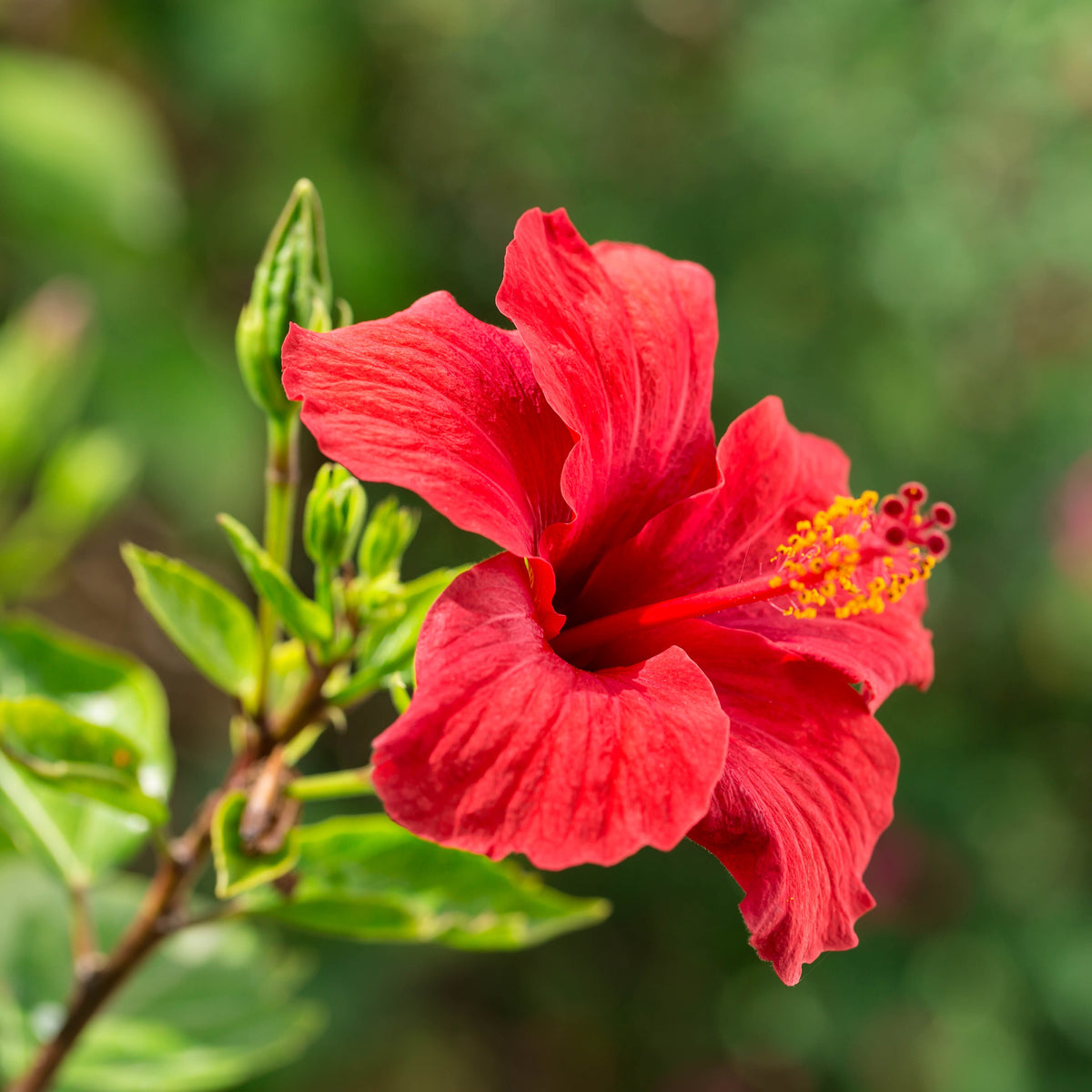Hibiskusblüten Pulver 50 g - MHD 01/2027