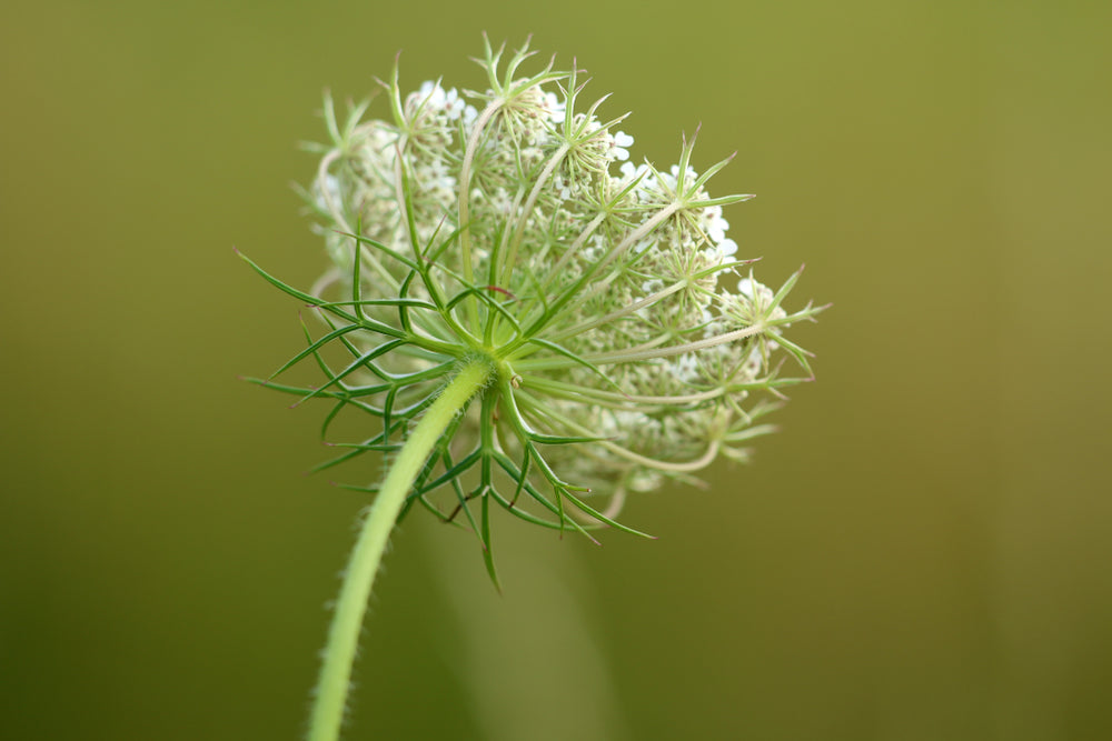 Carrot Seed Essential Oil