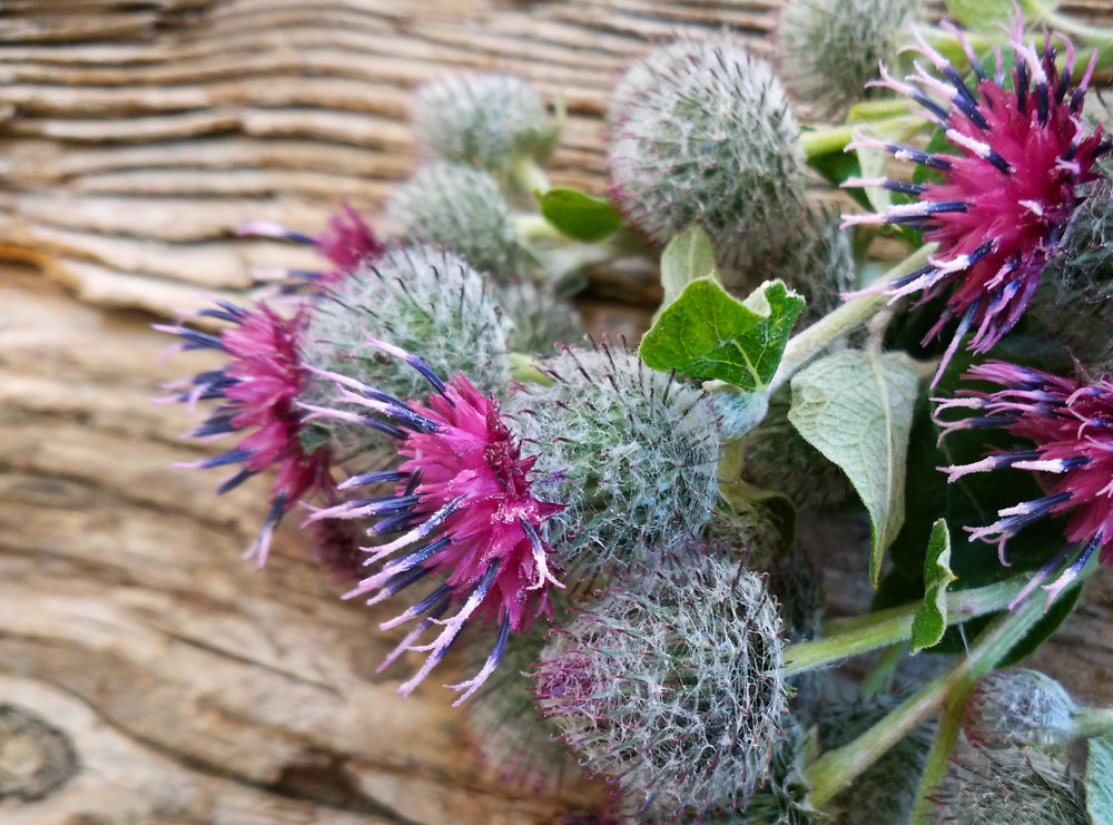 Burdock Root Powder