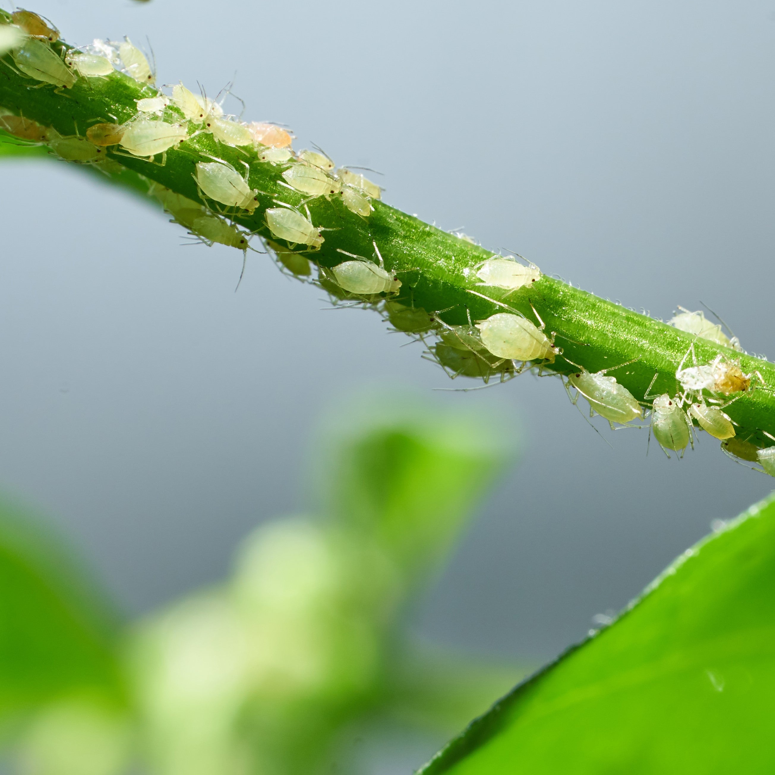 Neem Leaf Extract