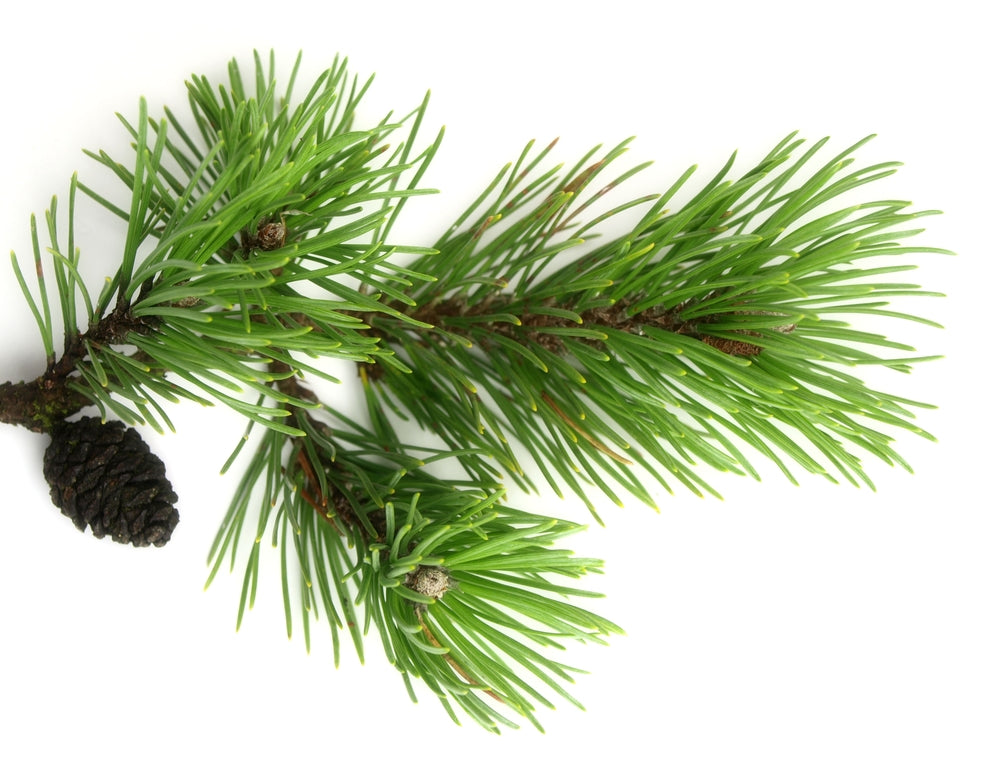 Mountain Pine Organic Essential Oil