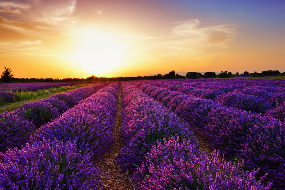 Das Bild zeigt ein weitläufiges Lavendelfeld bei Sonnenuntergang. Die Reihen der violetten Lavendelblüten erstrecken sich bis zum Horizont, während die untergehende Sonne den Himmel in warmen Orange- und Gelbtönen färbt. Dieses beeindruckende Naturbild symbolisiert die reinen und natürlichen Rohstoffe, die für die Herstellung von Naturkosmetikprodukten im Online-Shop verwendet werden.