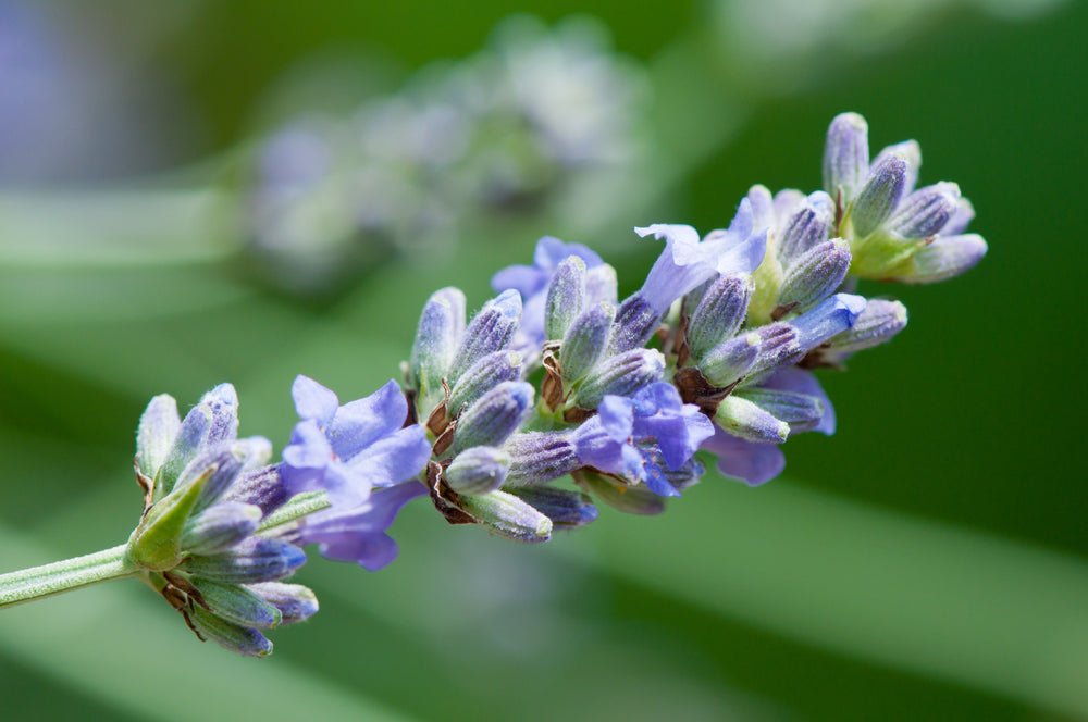 Das Bild zeigt eine Nahaufnahme eines blühenden Lavendelzweigs. Die zarten, violetten Blüten sind in voller Blüte und heben sich deutlich vom verschwommenen grünen Hintergrund ab. Dieses Bild veranschaulicht die frischen und natürlichen Rohstoffe, die im Online-Shop für die Herstellung von Naturkosmetikprodukten angeboten werden.