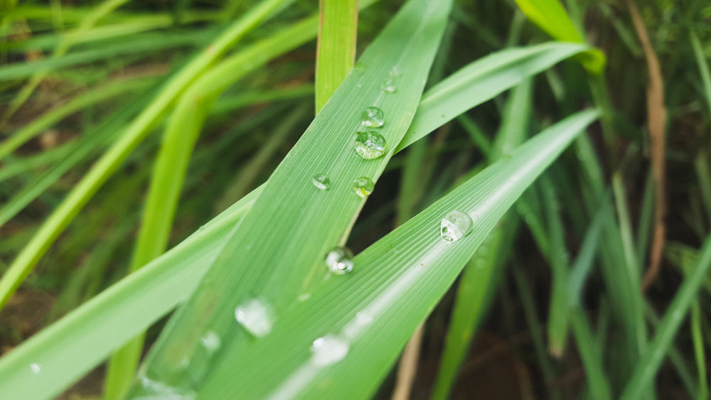 Lemongrass Hydrosol Organic