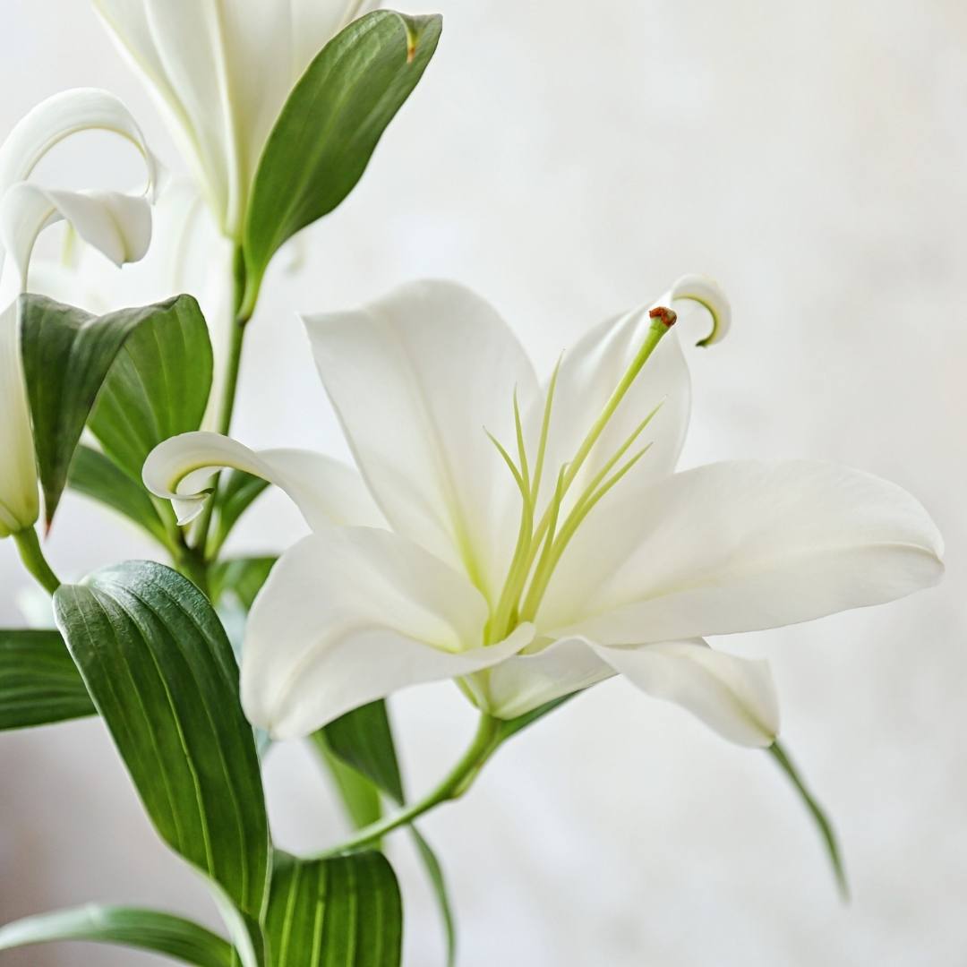 White Lily Oil Macerate