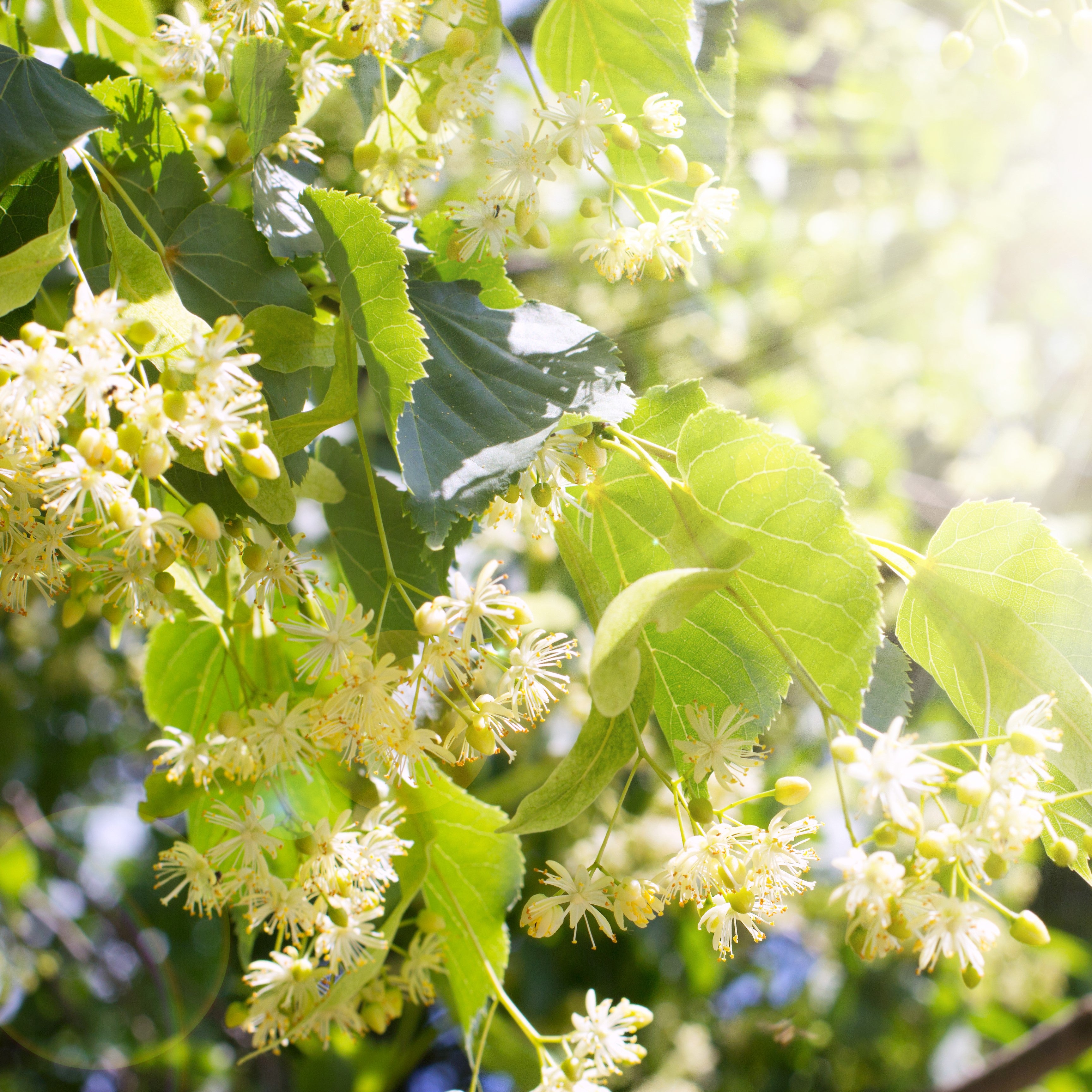 Linden Blossom Extract