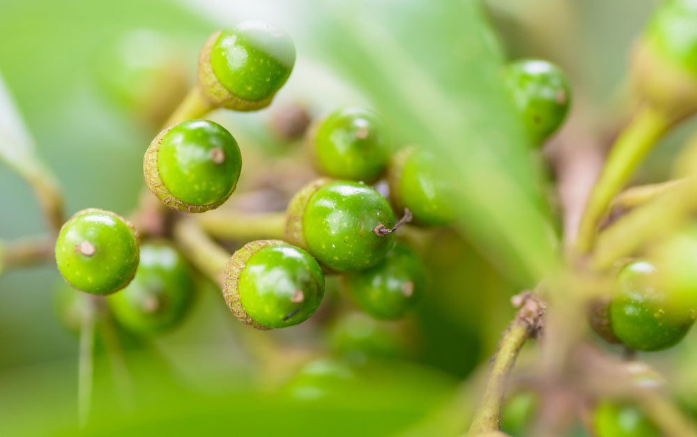 Nahaufnahme von grünen Litsea Cubeba Früchten an einem Zweig