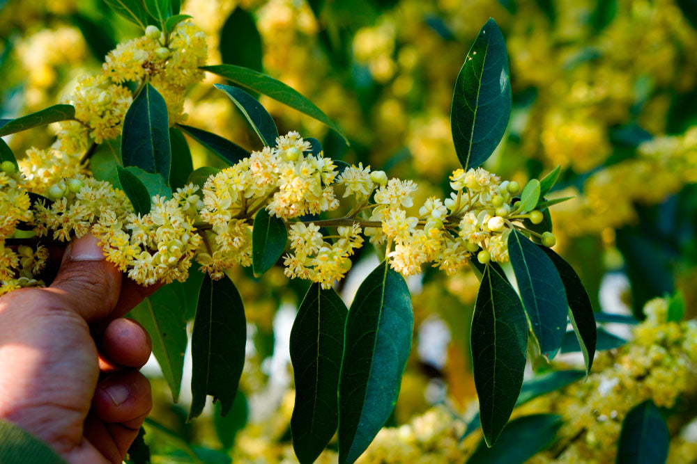 Litsea Cubeba Essential Oil