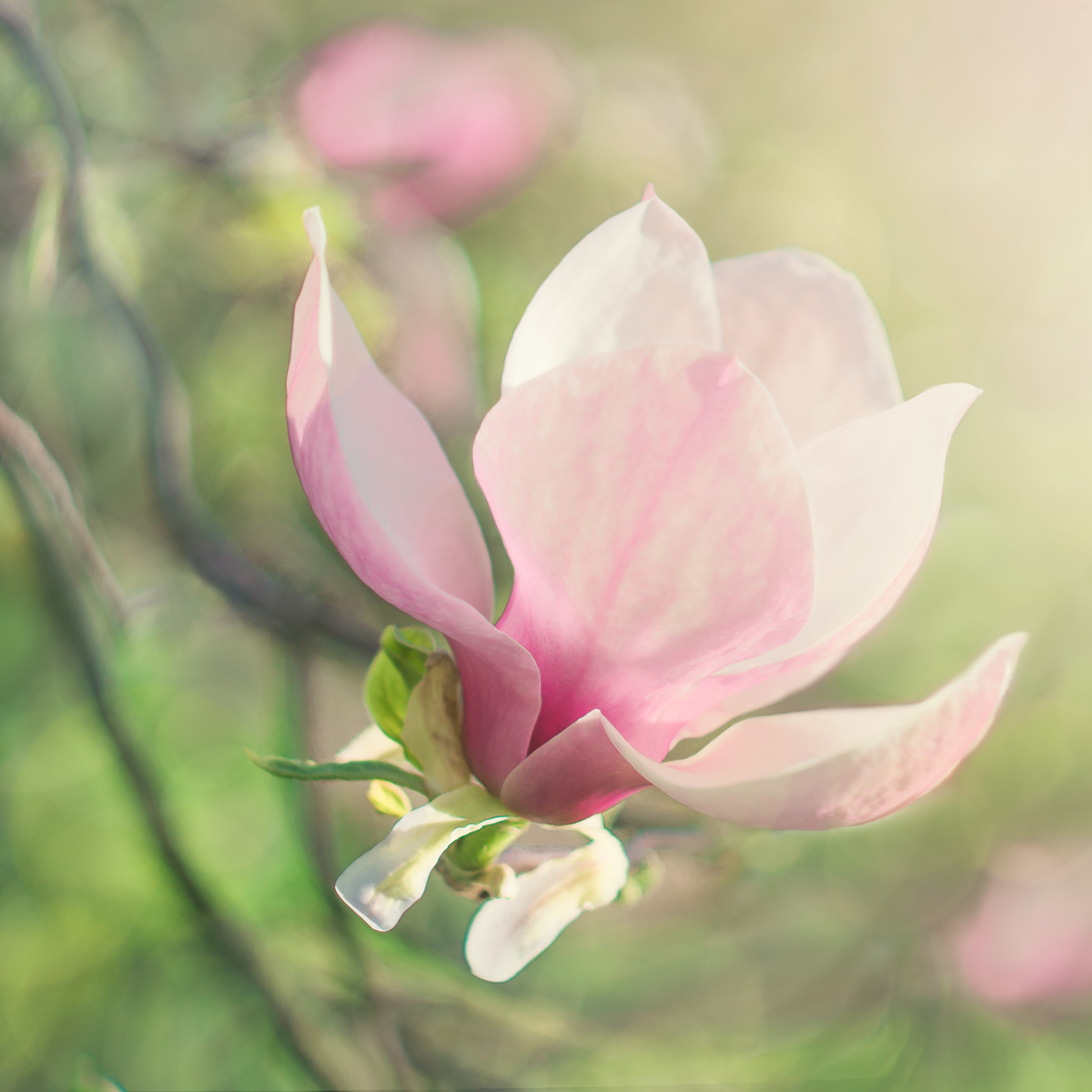 Magnolia Bark Extrakt 98 %