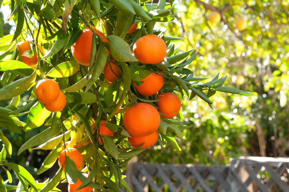 Tangerine Organic Essential Oil