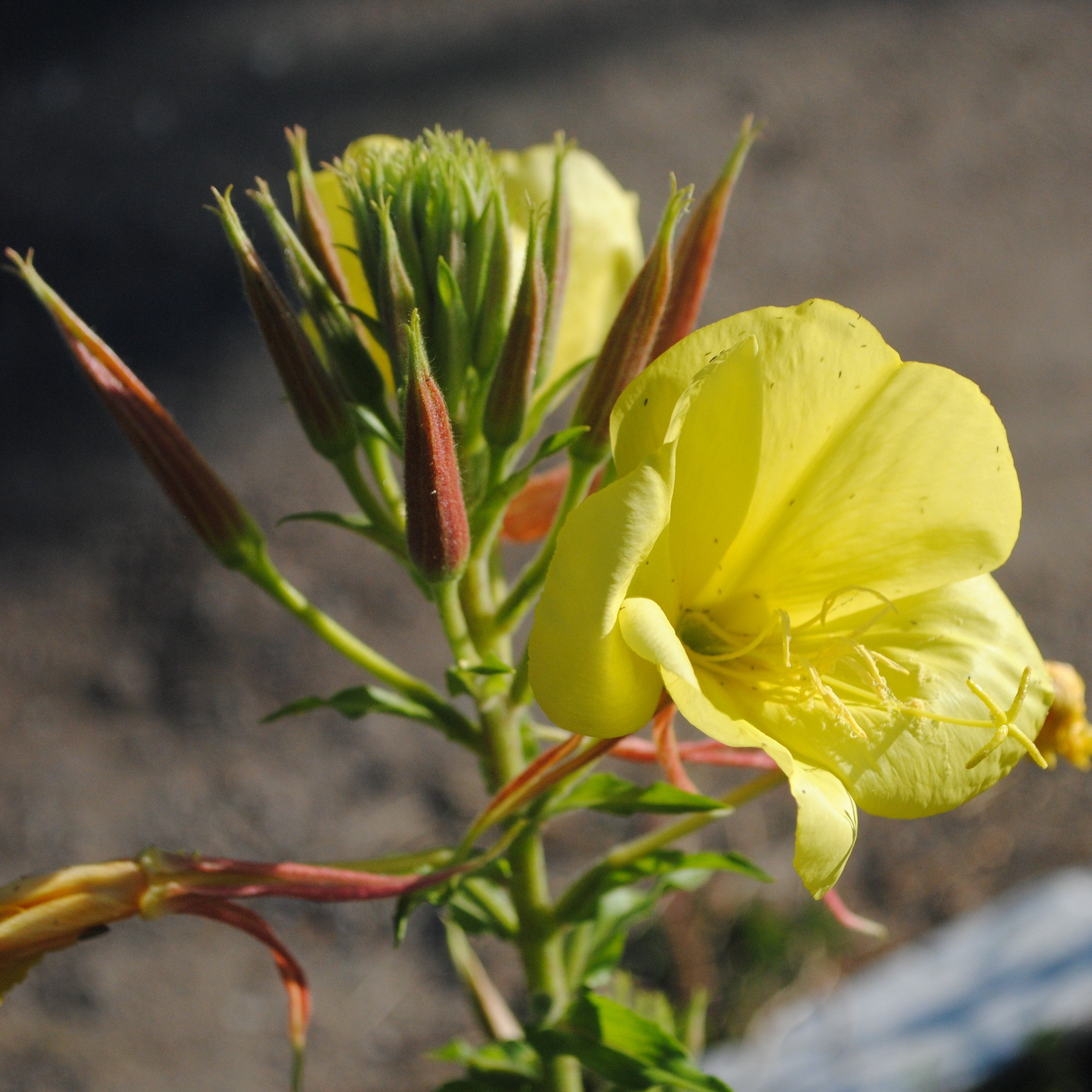 Evening Primrose Oil Organic cold pressed