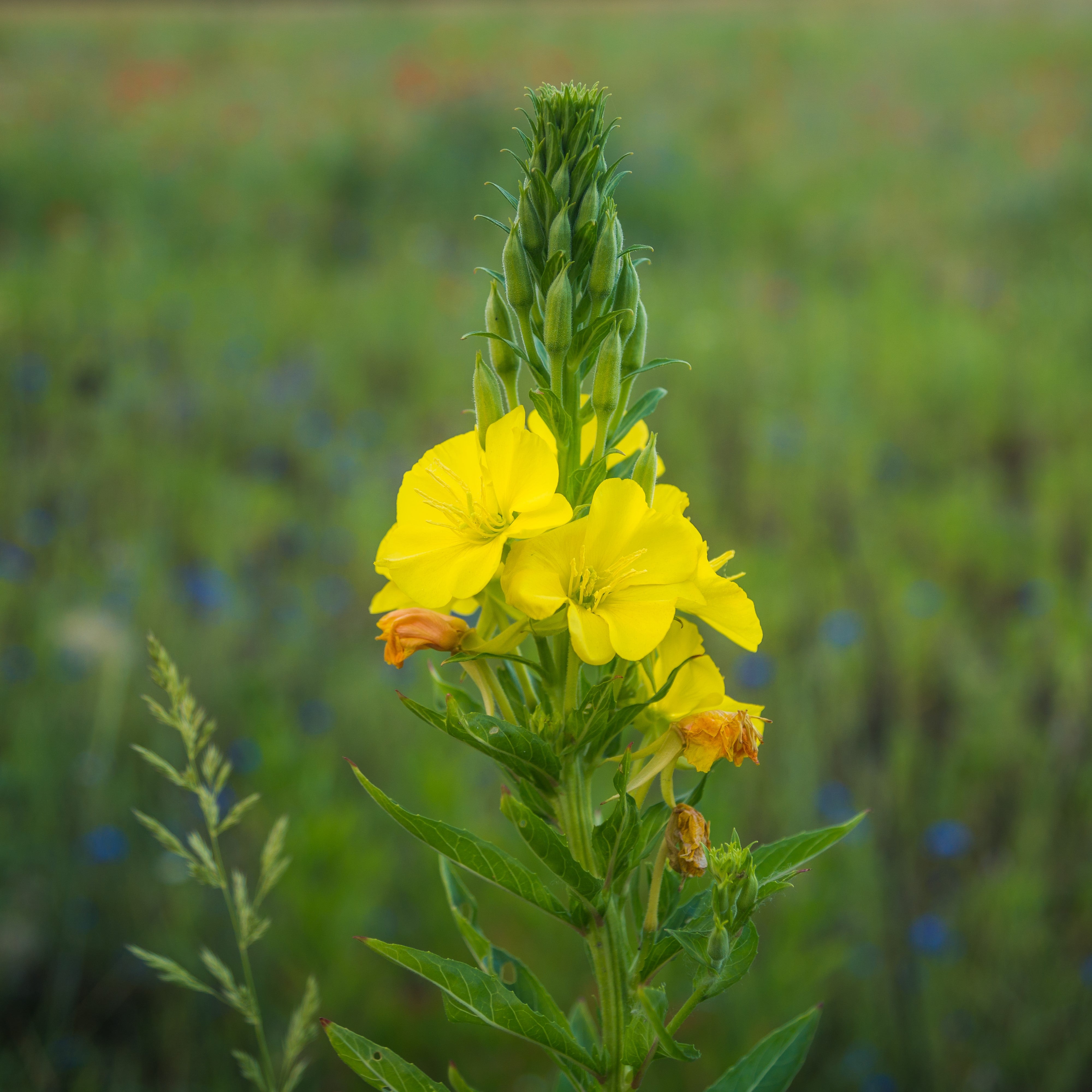 Evening Primrose Oil Organic cold pressed