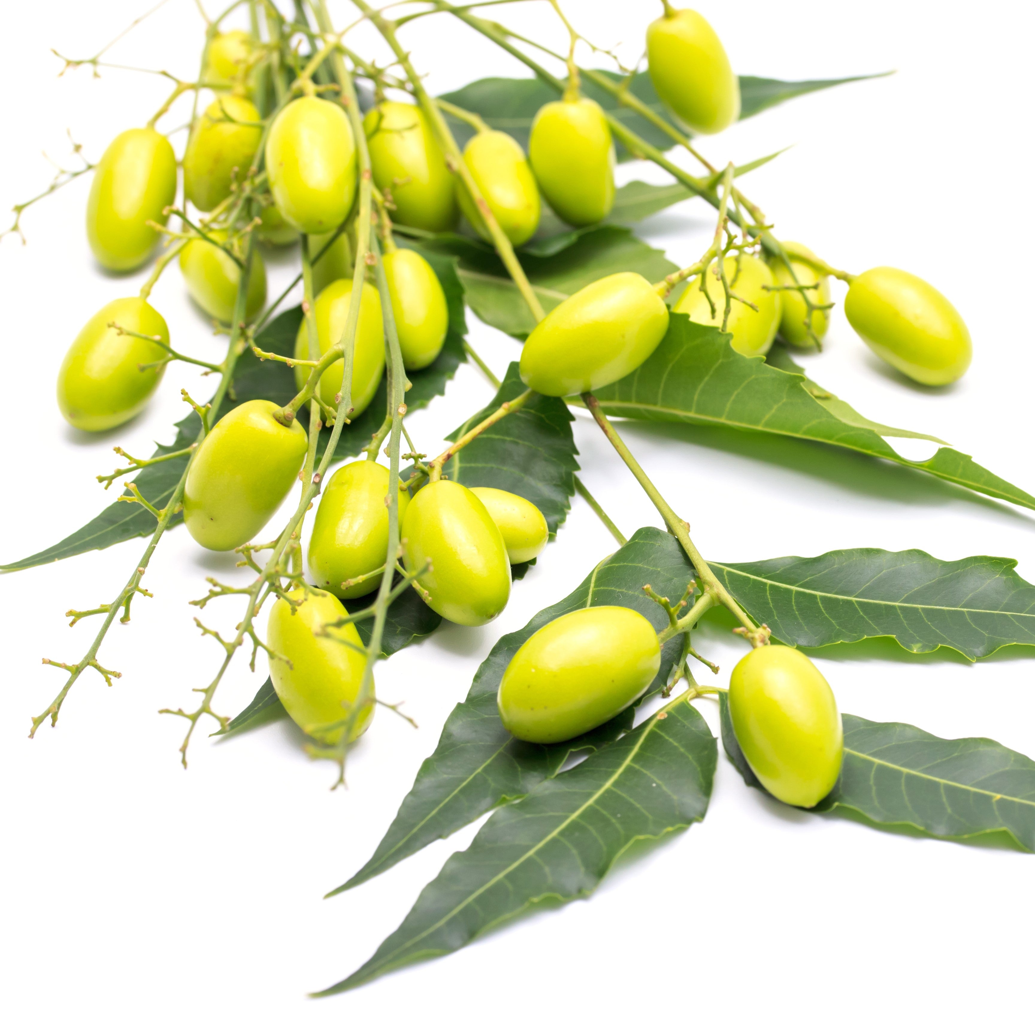 Neem Oil cold pressed